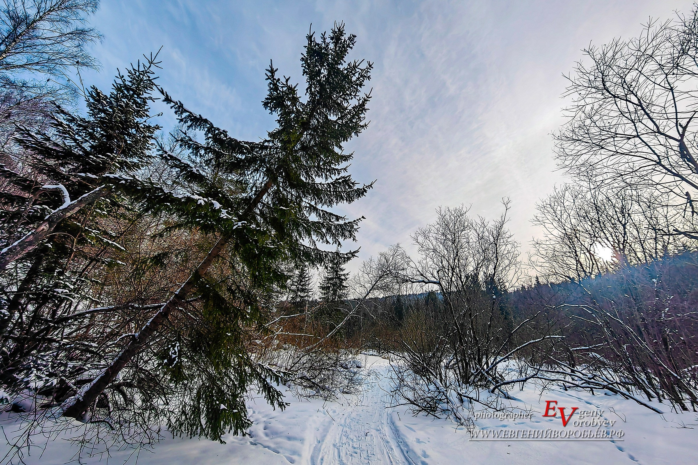 Тайга река Базаиха в Красноярске Торгашинский хребет Сибирь путешествие ель сосна зима снег поход идея выходные интересные места куда сходить горы лес природа