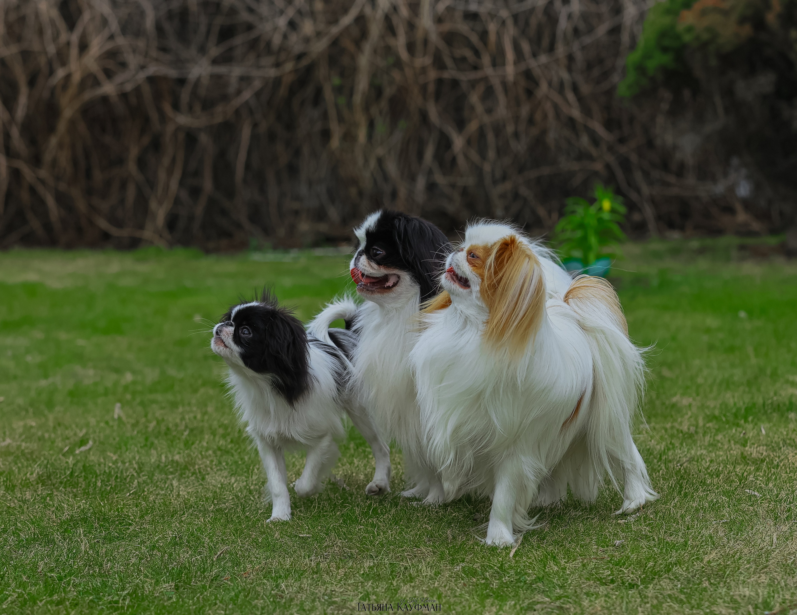 Японский хин, фотография японский хин, собака в цветах, красивая собака, фотограф анималист, фотокурс Анималистика, научиться фотографировать собак, фотограф Новосибирск