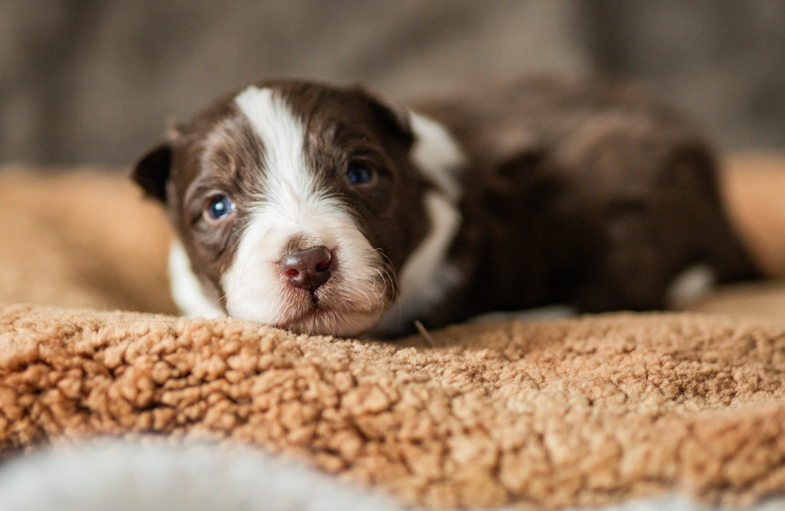 Фритсвит. Семейный фотограф Ефремова Виктория