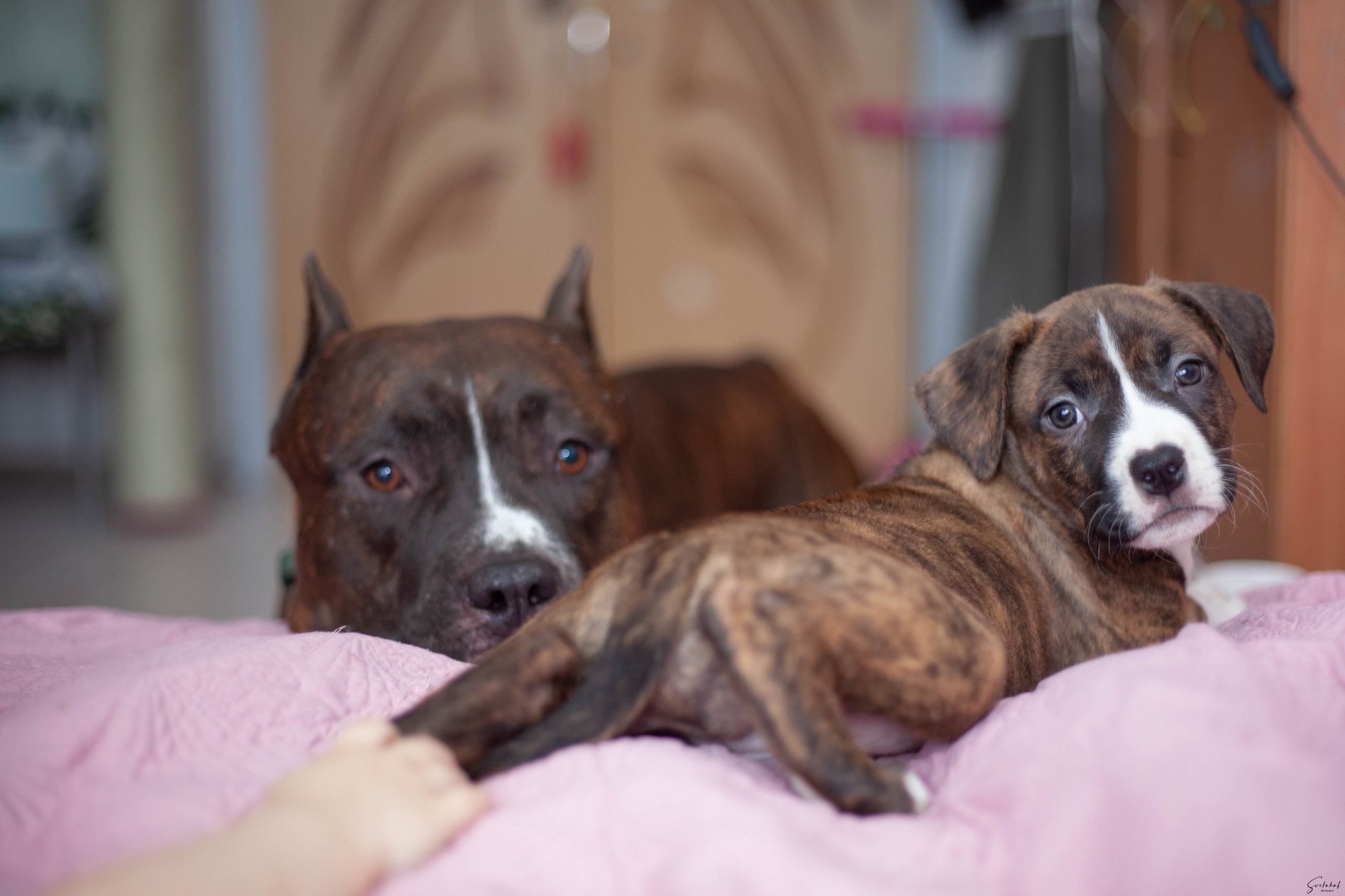Щенки. Slavilada-Лапки. Свет. Любовь… Профессиональная фотосессия питомцев Для памяти, пристройства и продажи. Хабаровск