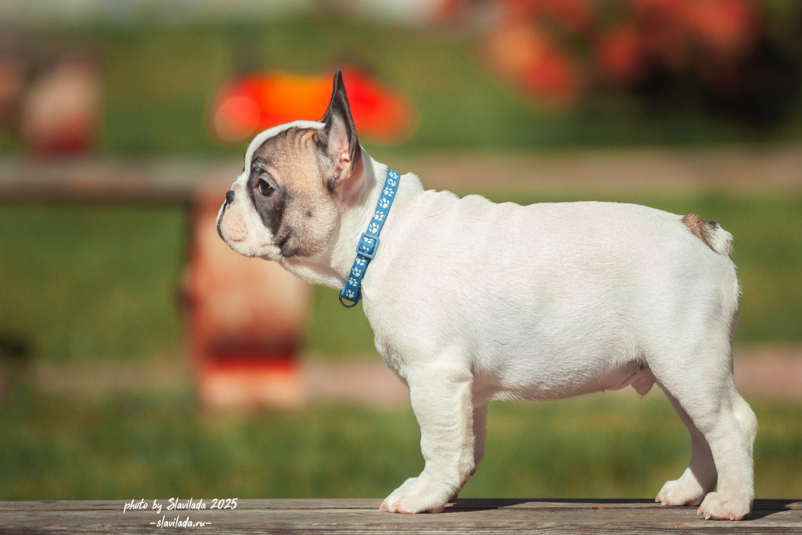 Маленькие победители розыгрыша. Slavilada-Лапки. Свет. Любовь… Профессиональная фотосессия питомцев Для памяти, пристройства и продажи. Хабаровск
