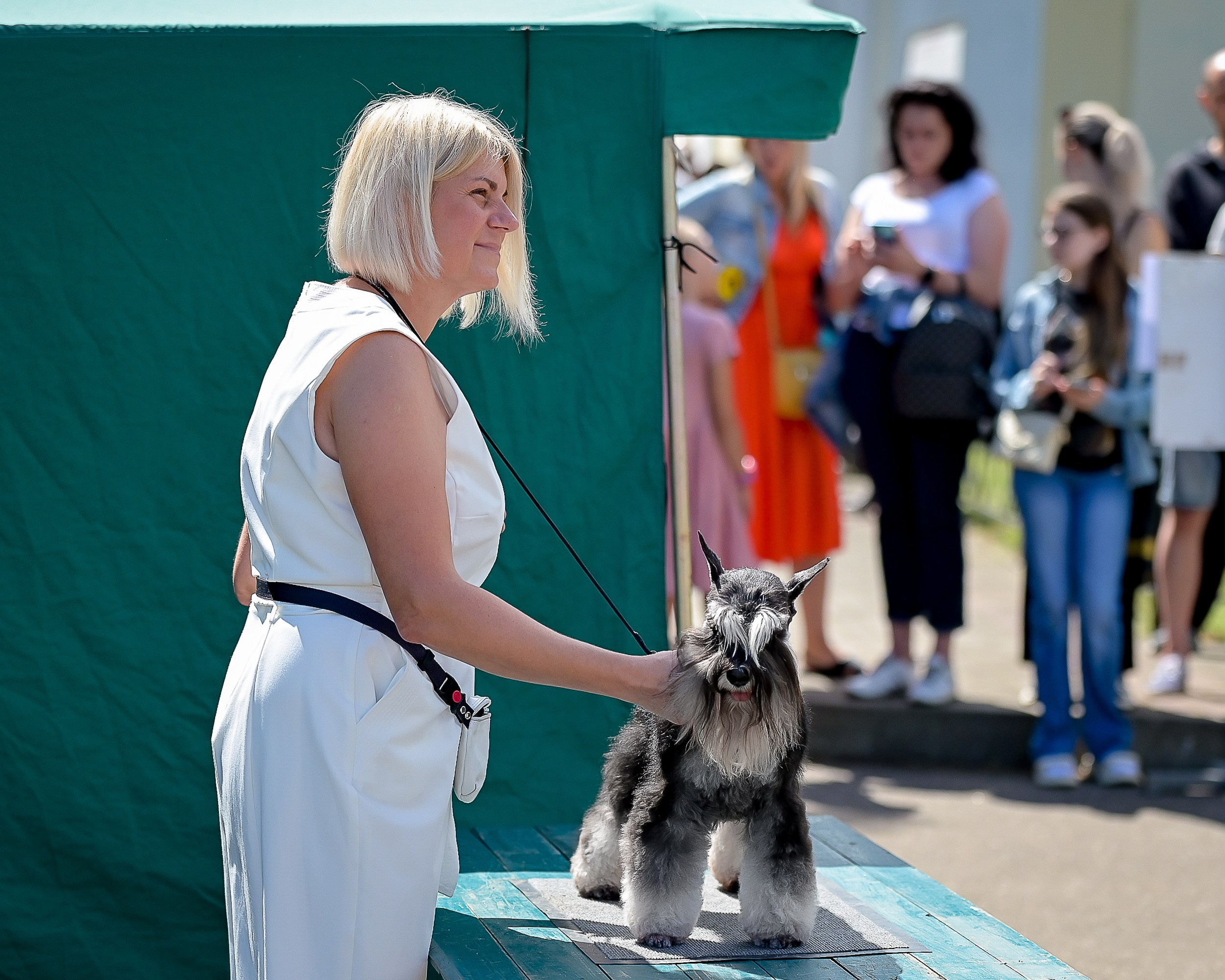 Питомник Делинсо Бэлэнс, щенки цвергшнауцера, купить щенка цвергшнауцера, питомник цвергшнауцеров, кобель цвергшнауцера для вязки, щенок цвергшнауцера, питомник цвергшнауцеров, черный с серебром, цверг, лучший питомник в беларуси, питомник цвергшнауцеров минск