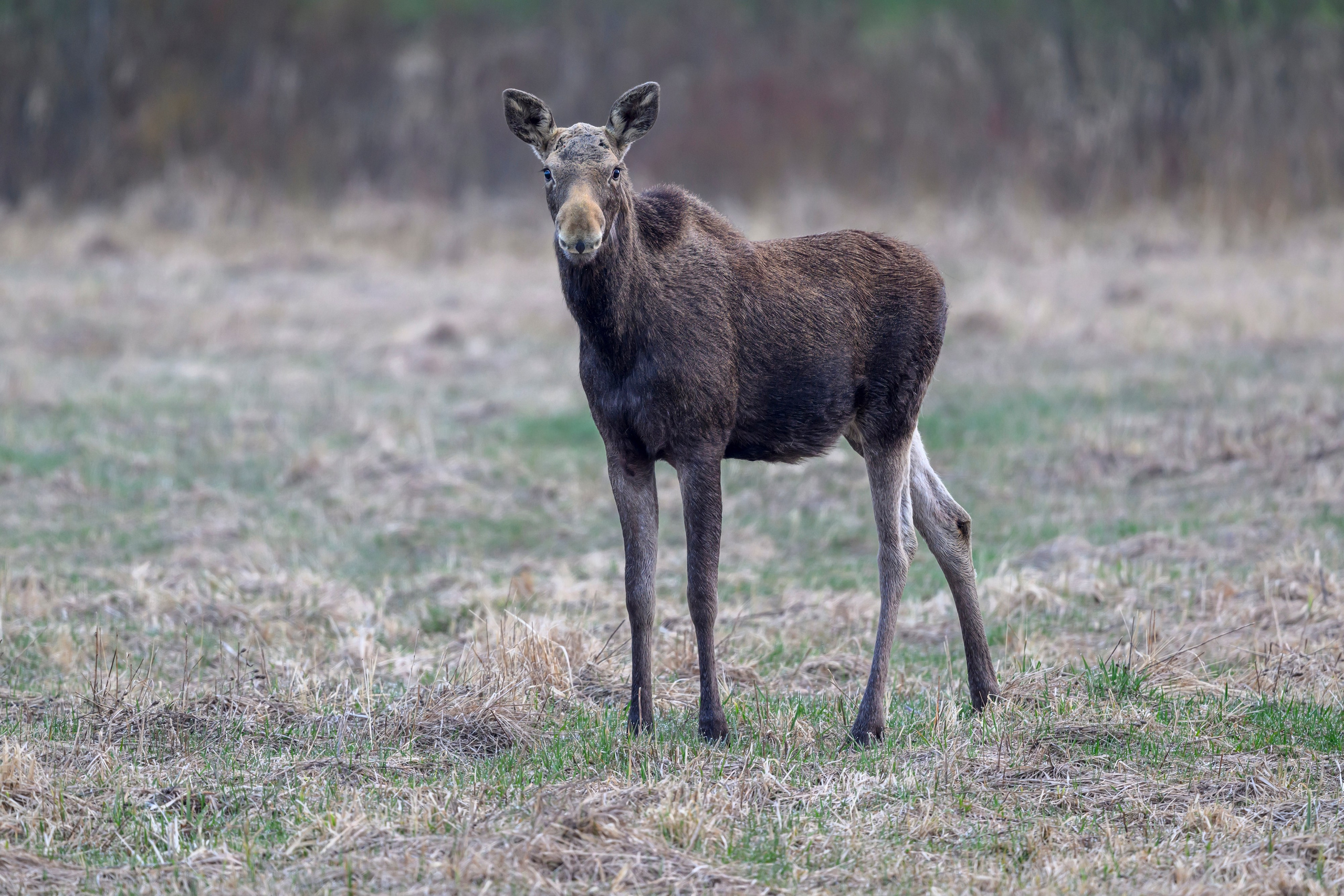 Лосенок. Фотограф Сергей Пупонин