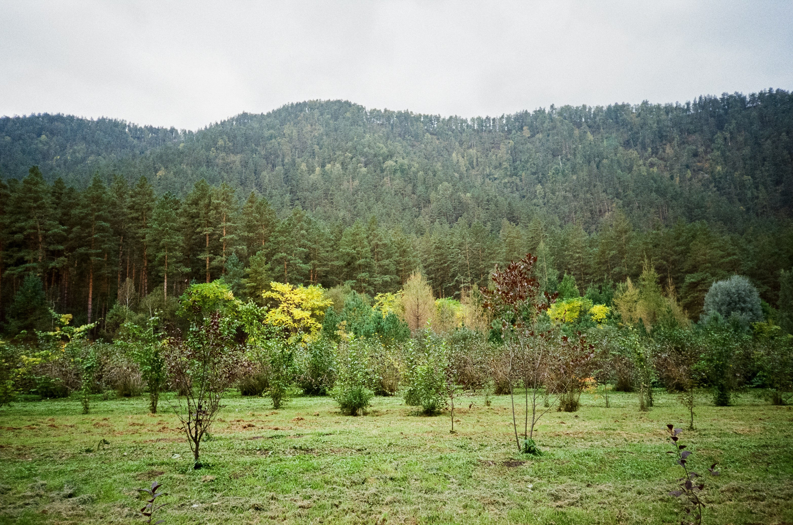 Катунь и сосны на базе Беррель. Ботанический сад. Фотограф-документалист Мария Осокина