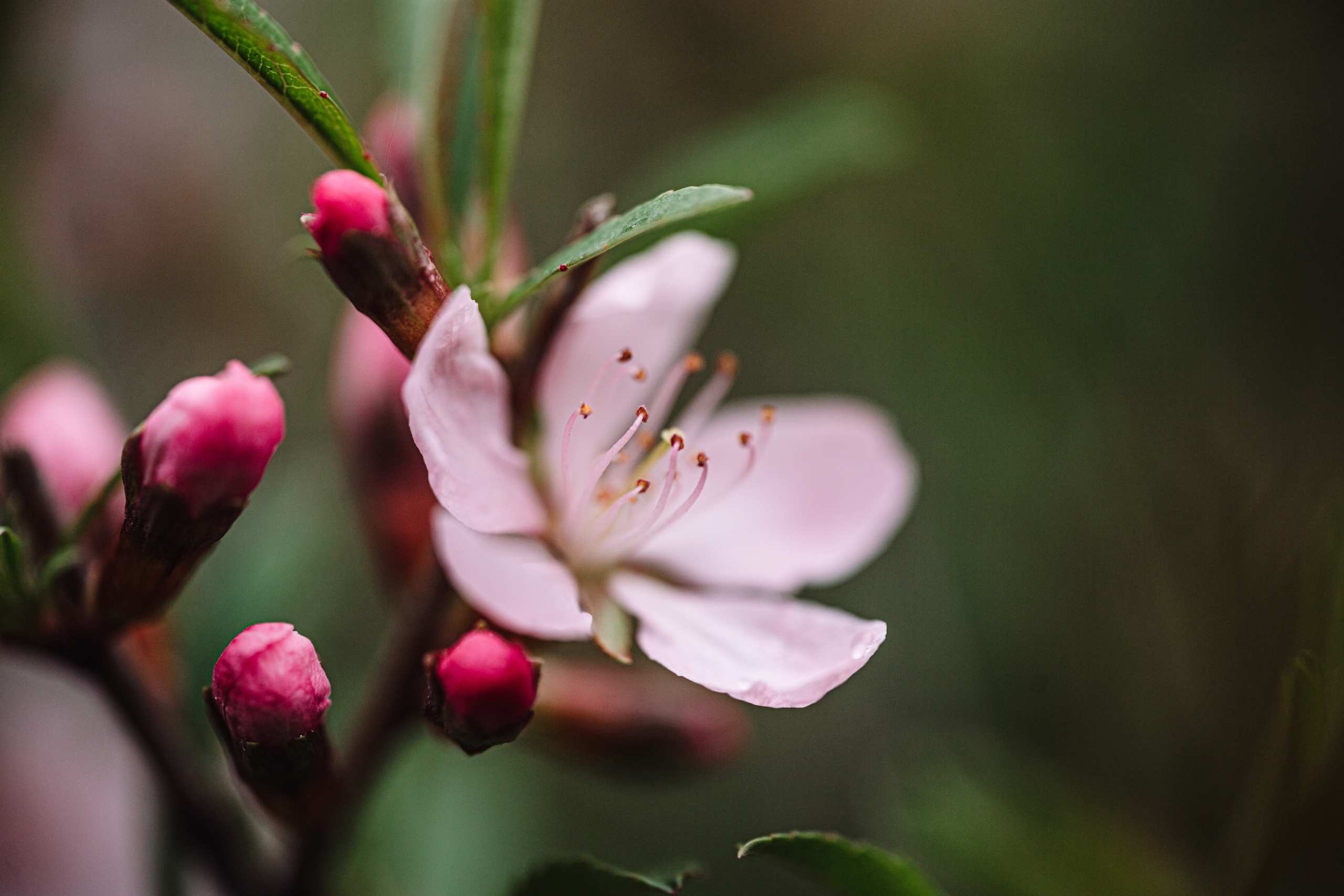Green. Фотограф Олеся Кавлакан