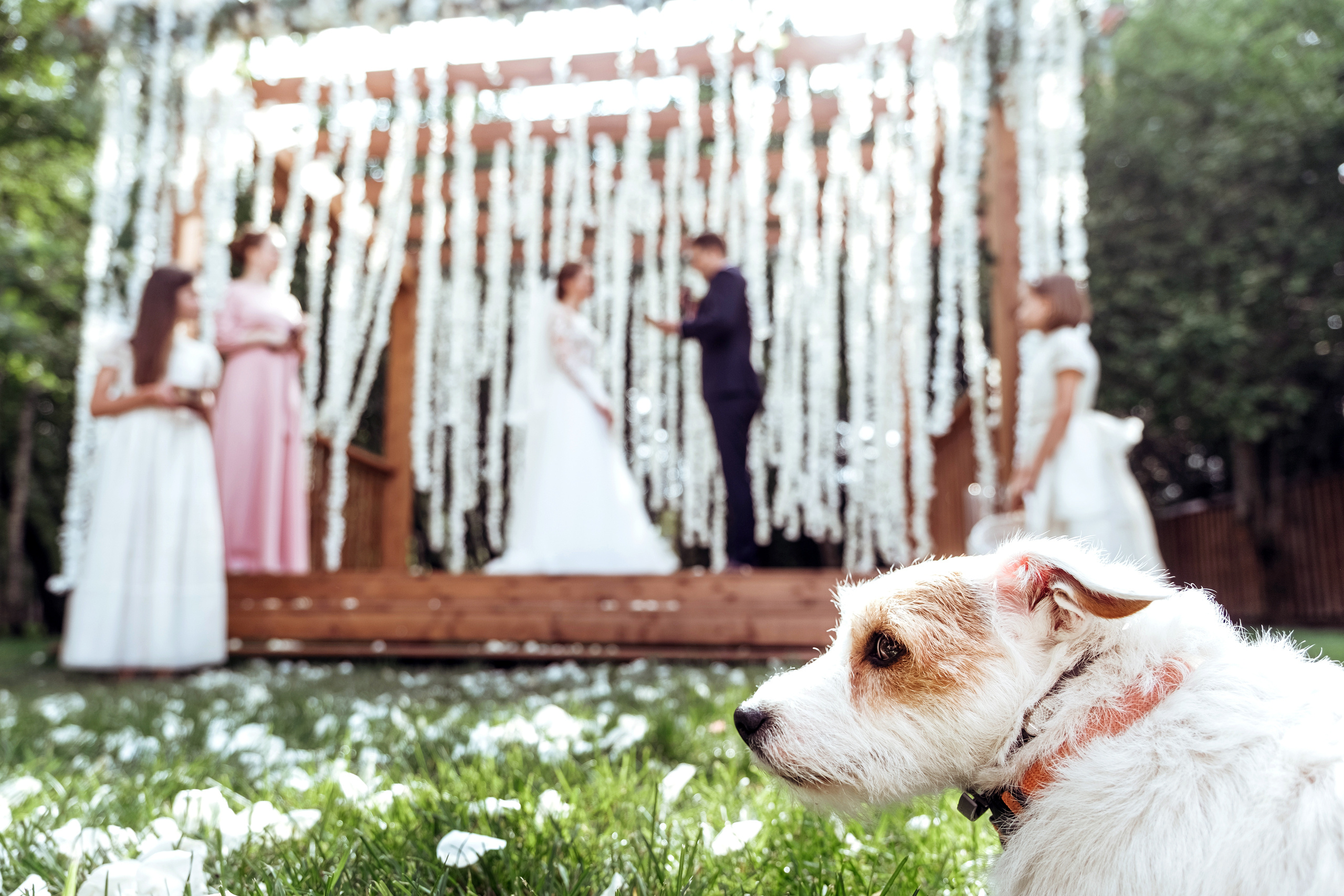 Дима и Даша. Свадебный и семейный фотограф Ксения Ржевская (Митрохина)
