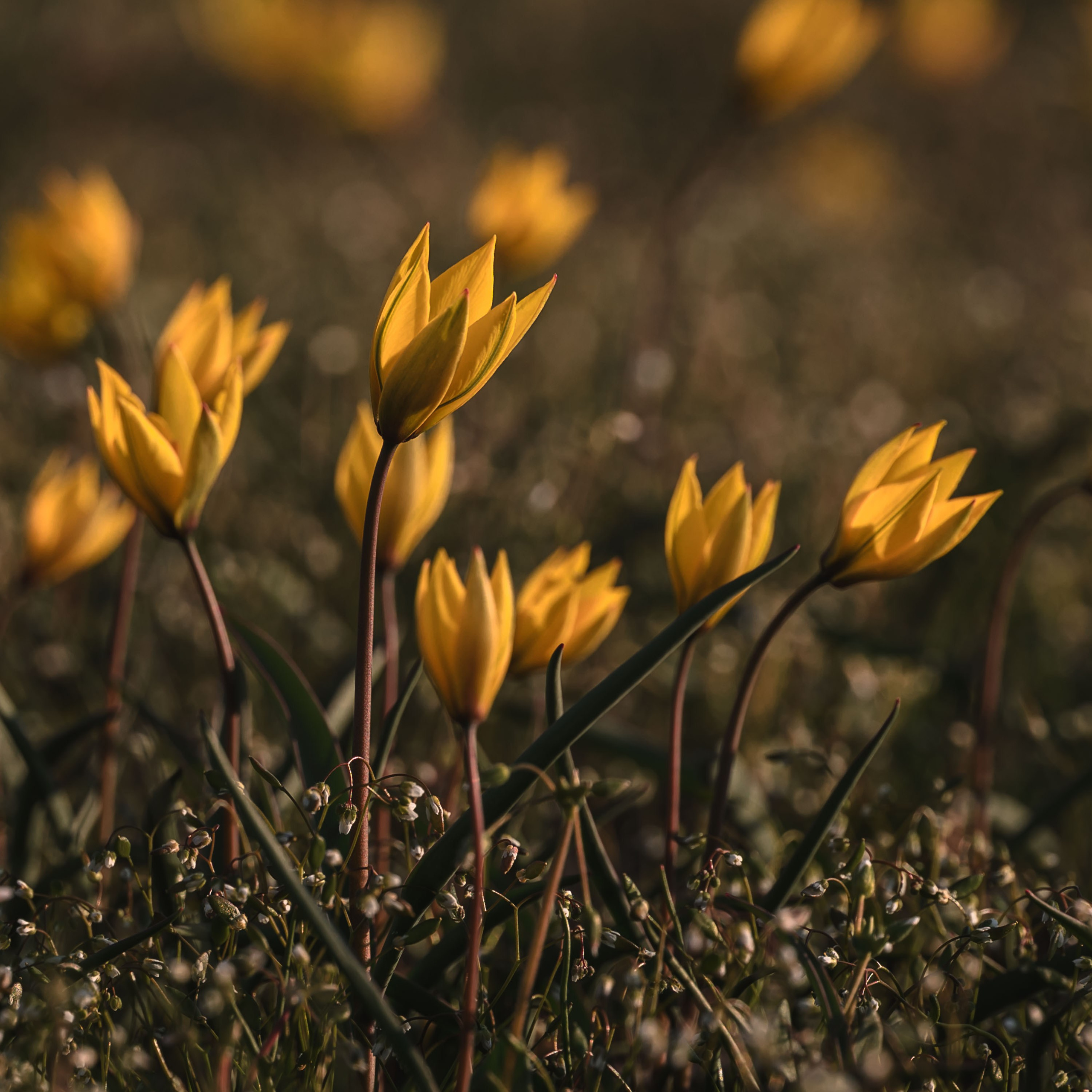 Донская степь цветет. Профессиональная фотосъемка. Ростов-на-Дону