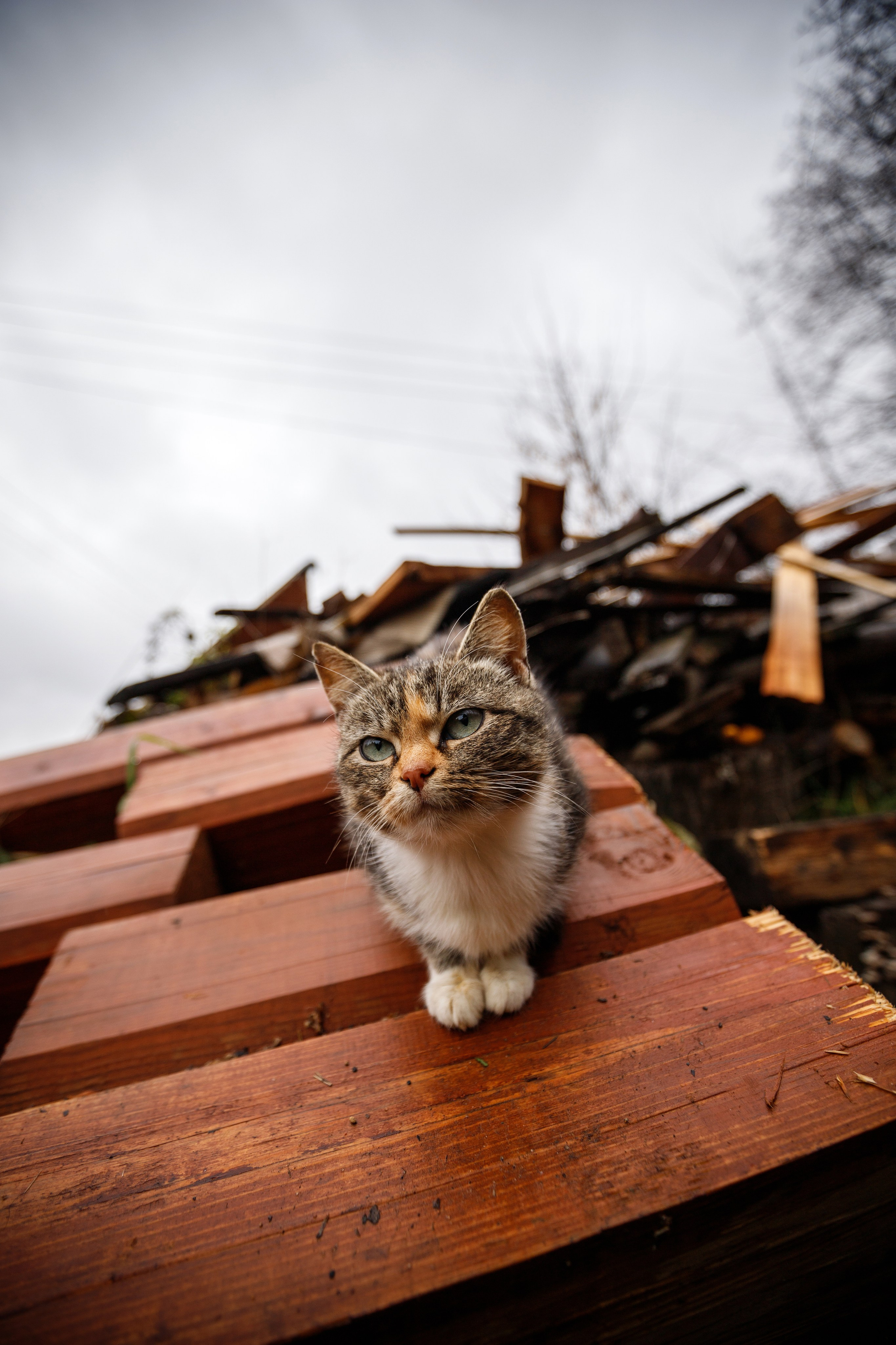 Постеры. Roycoreroy