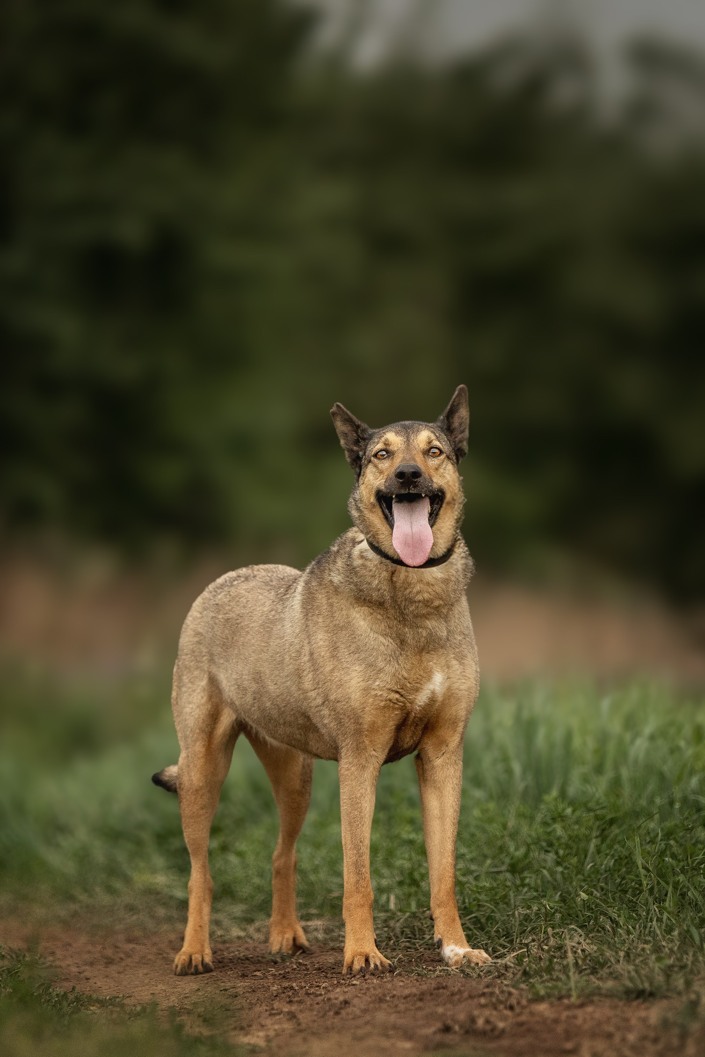 ИЩУТ ДОМ. Фотограф-анималист в Москве и Подмосковье