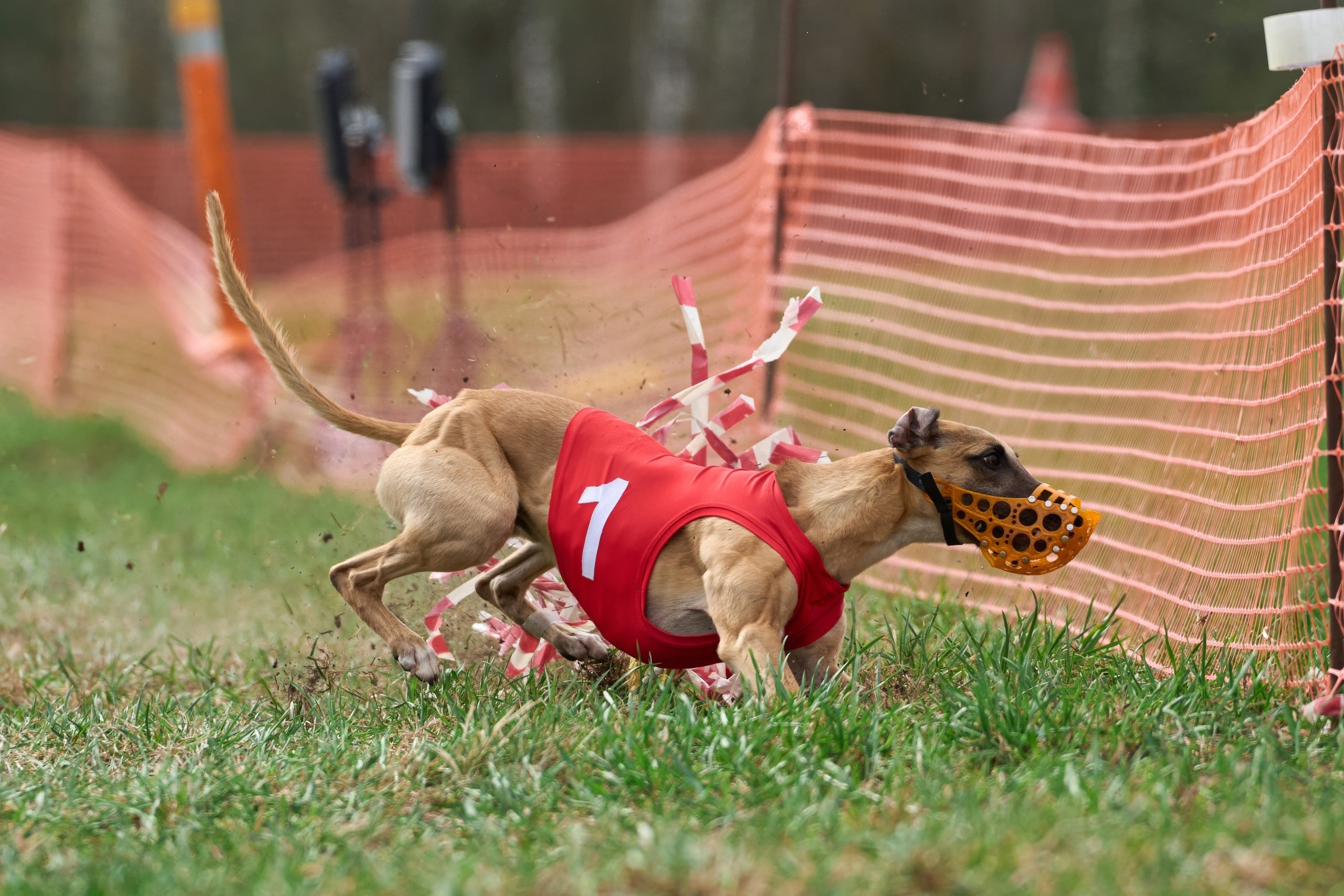 Квалификация по рейсингу. Фотограф-анималист Михаил Манухин