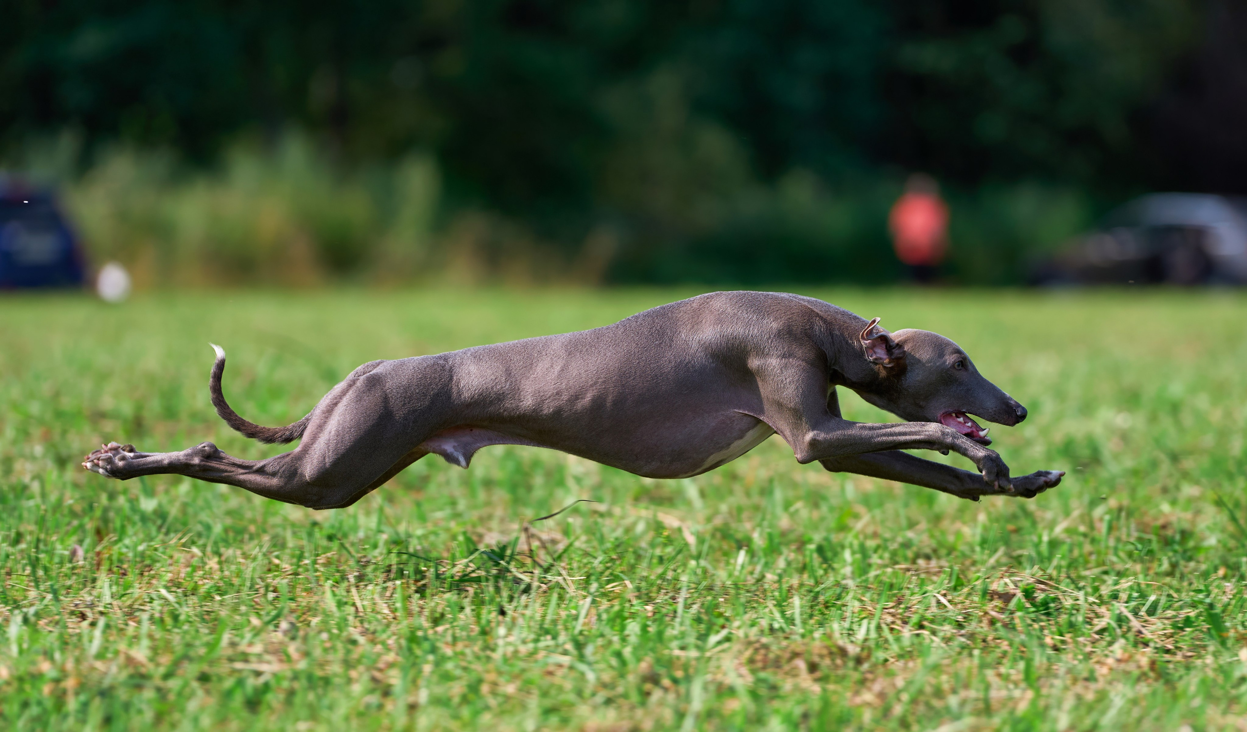 Тренировка в Донино. Фотограф-анималист Михаил Манухин