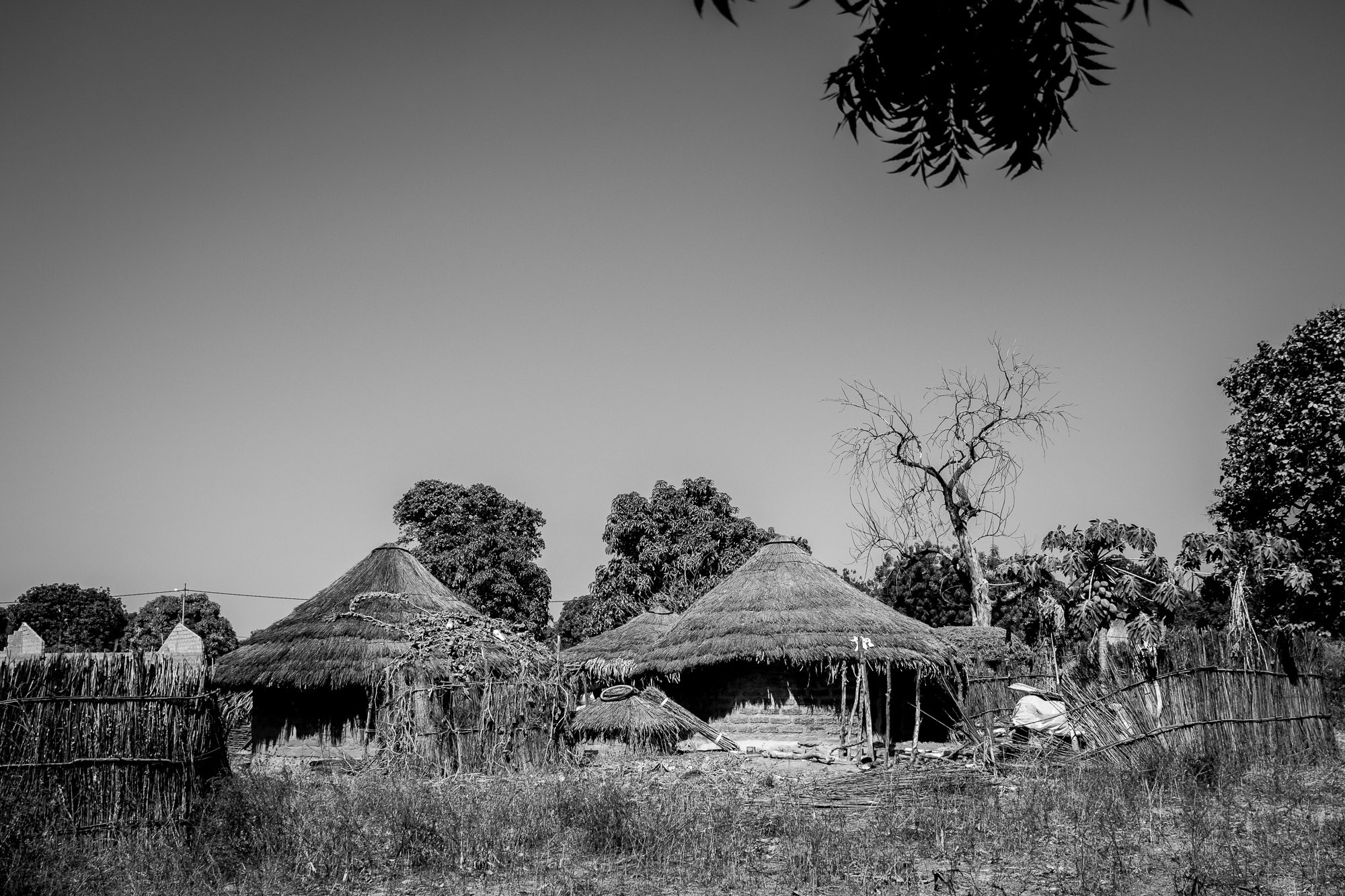 Путешествие по Гамбии (Западная Африка).Traveling in Gambia (West Africa.). Фотограф Алексей Скоробогатько