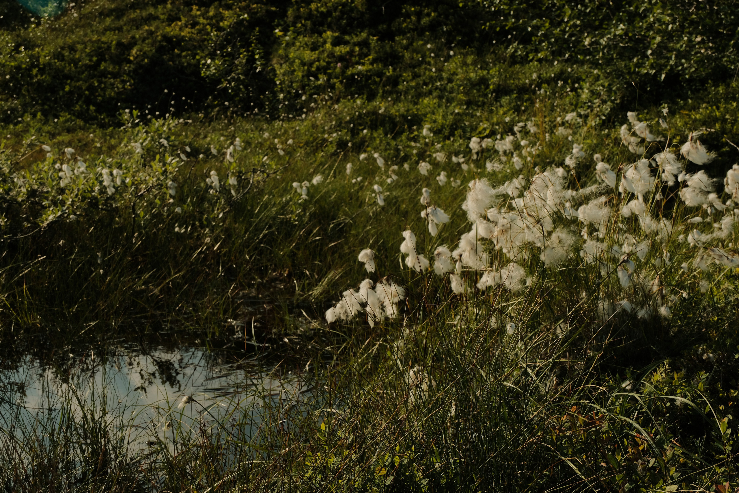 small stream in a grassy field with a few flower