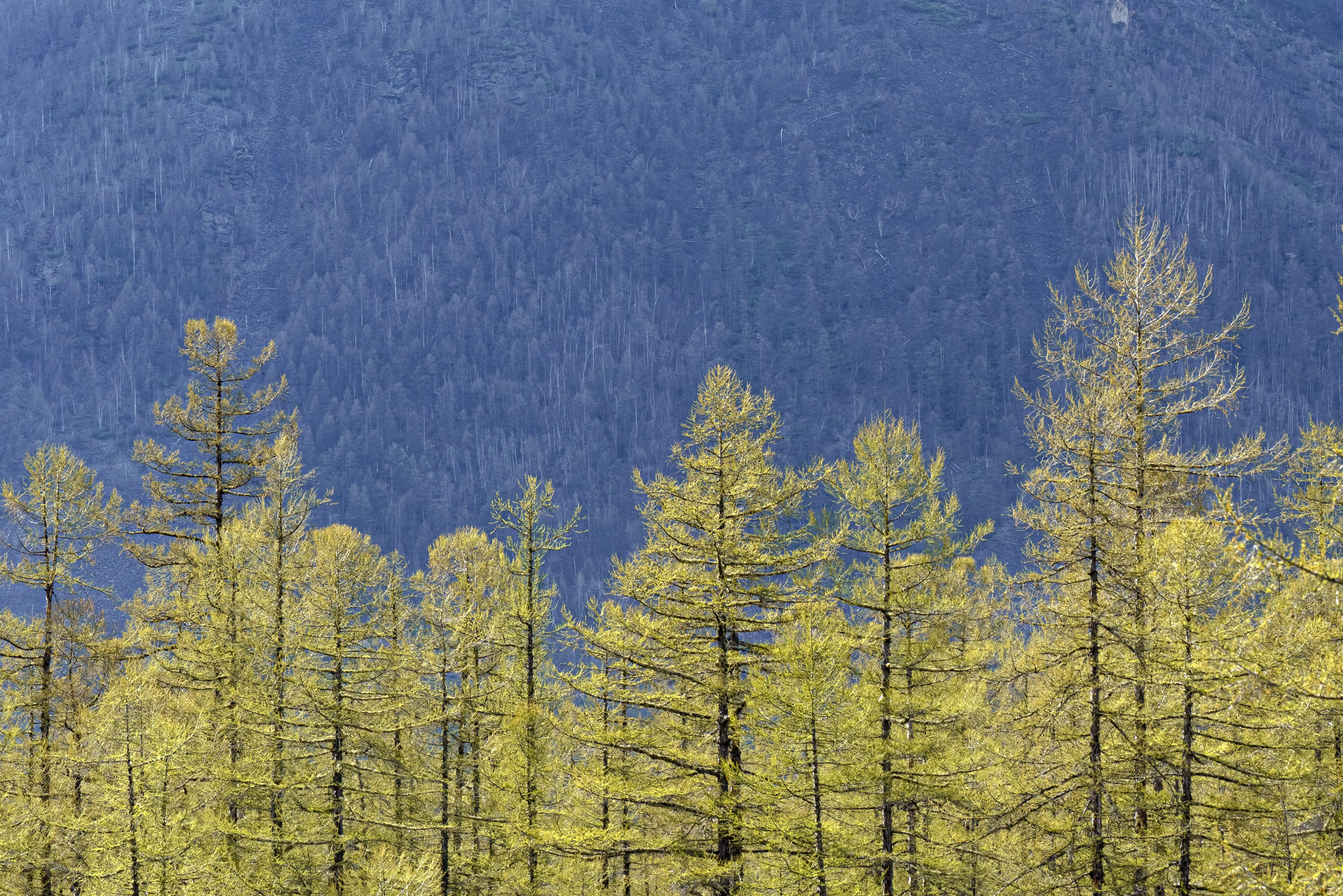 Хребет Кодар