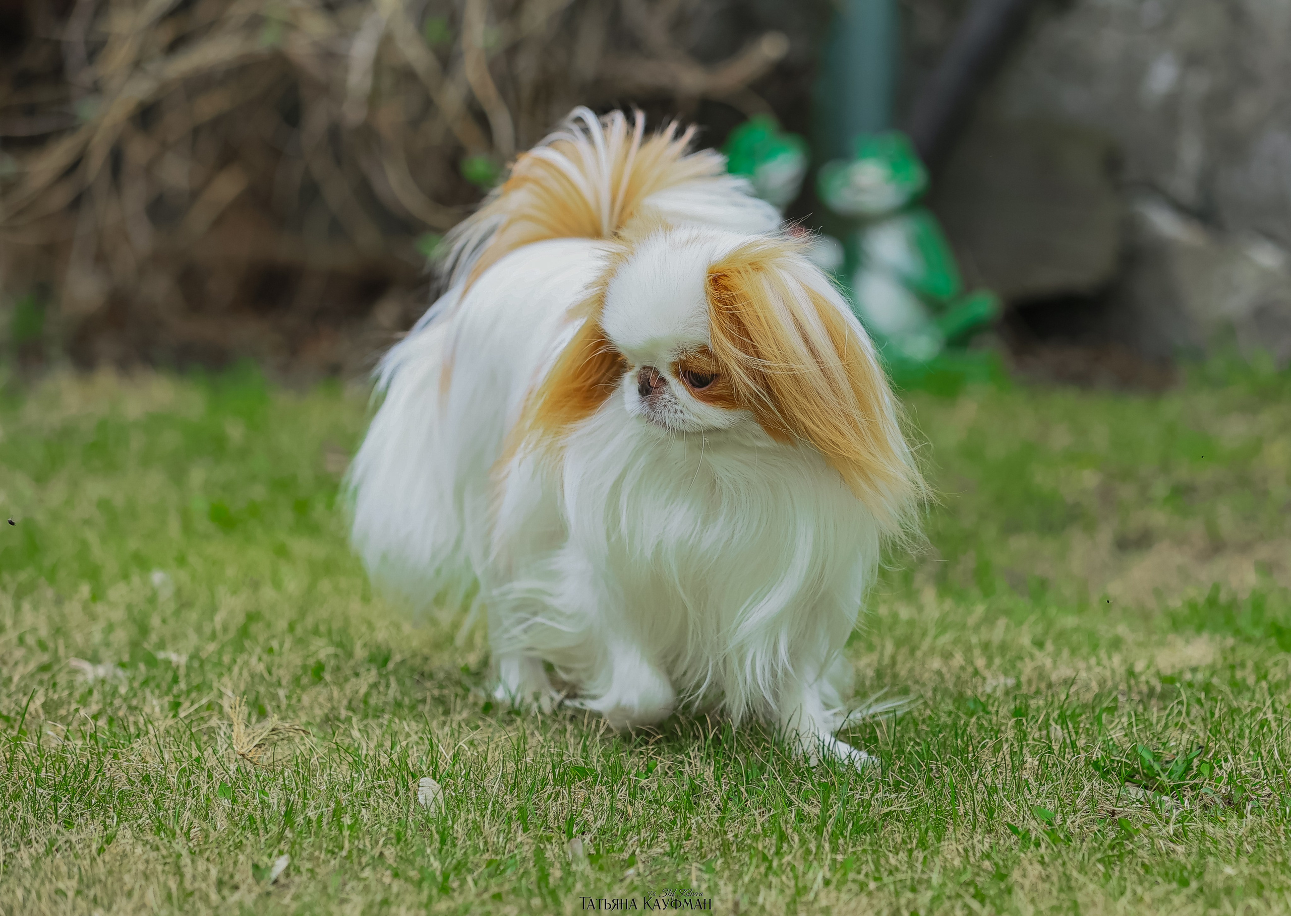Японский хин, фотография японский хин, собака в цветах, красивая собака, фотограф анималист, фотокурс Анималистика, научиться фотографировать собак, фотограф Новосибирск