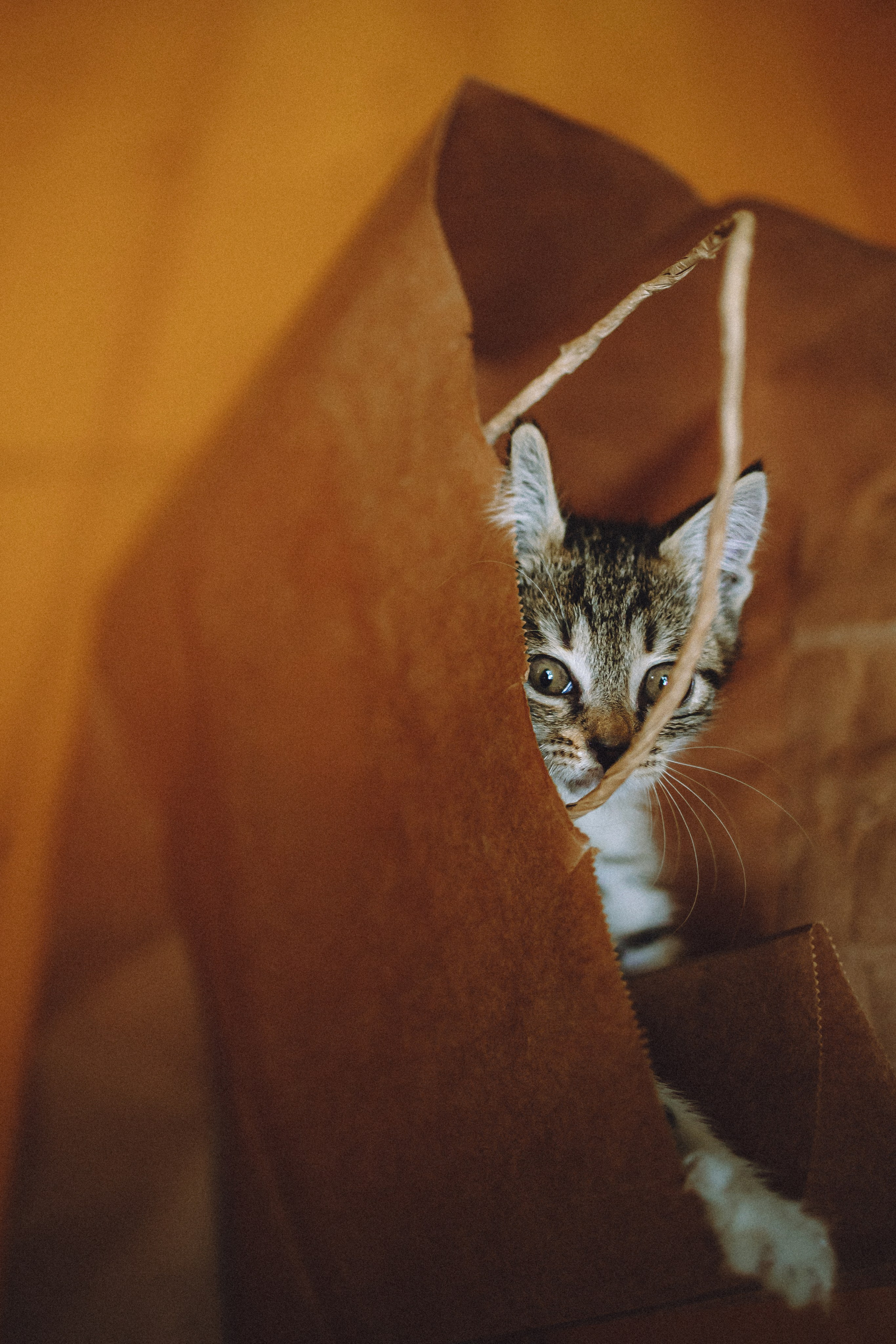 Более 30 идей для фотосессии с котенком