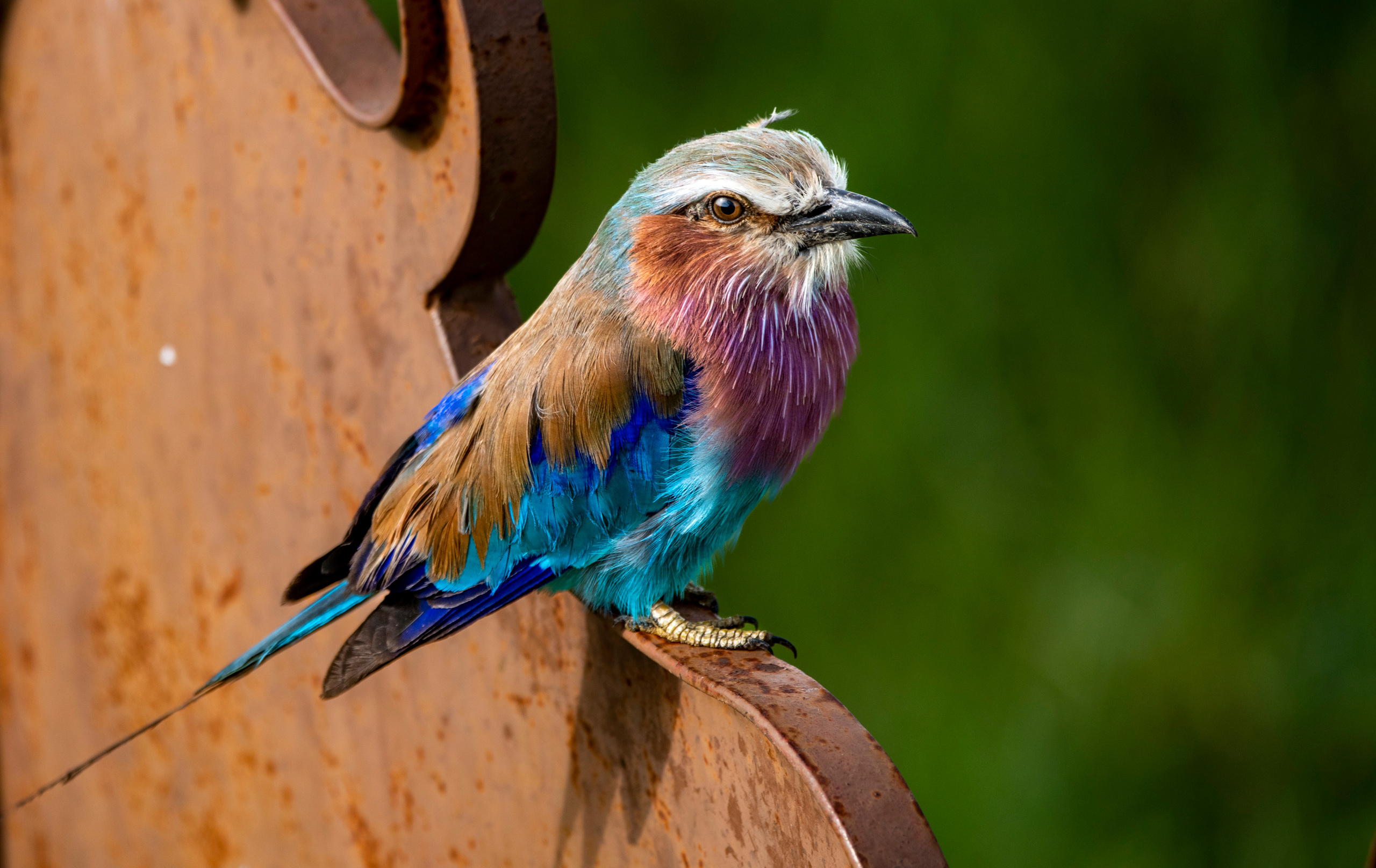 Анималистика. Фотограф Сергей Пупонин