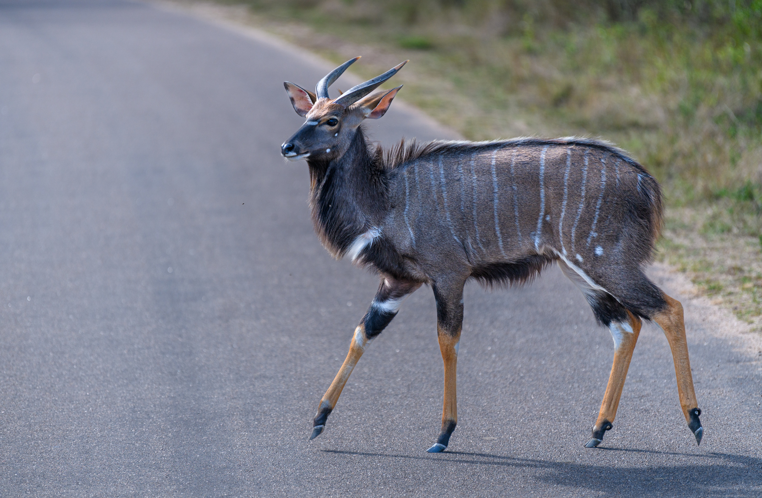 Анималистика. Фотограф Сергей Пупонин