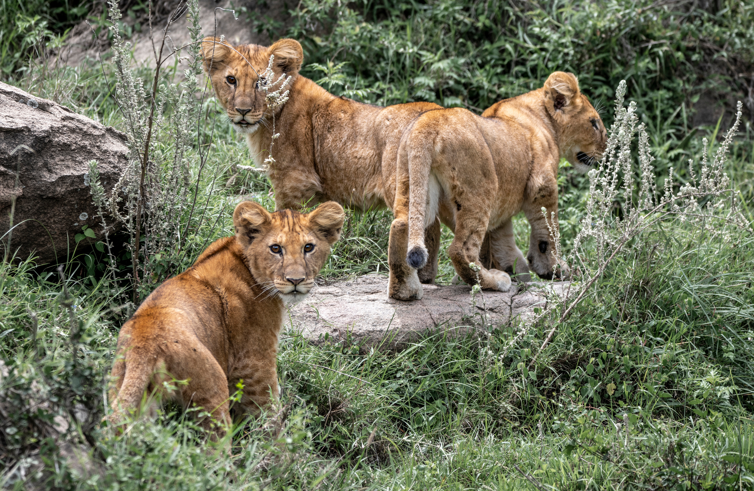 Анималистика. Фотограф Сергей Пупонин