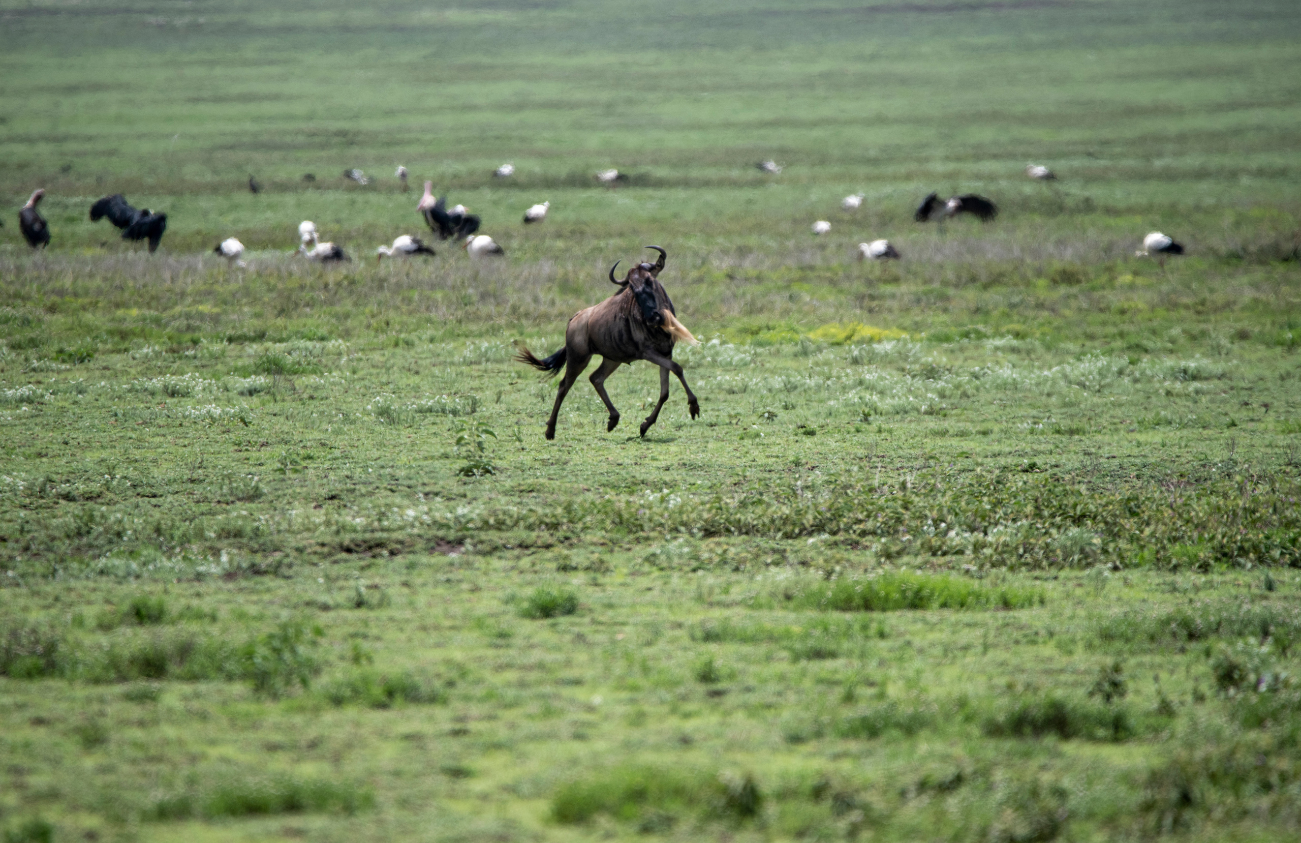 Анималистика. Фотограф Сергей Пупонин