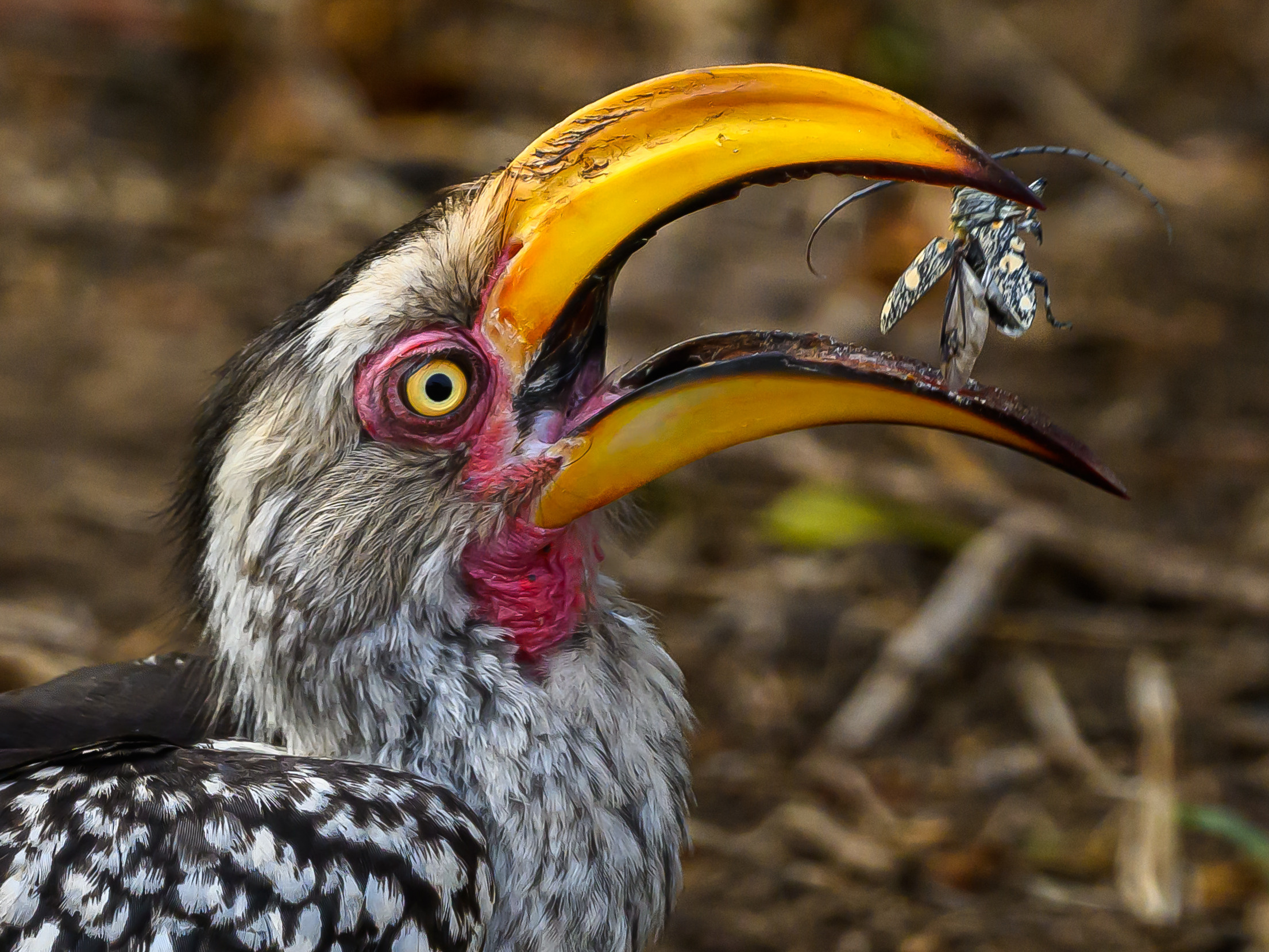 Анималистика. Фотограф Сергей Пупонин