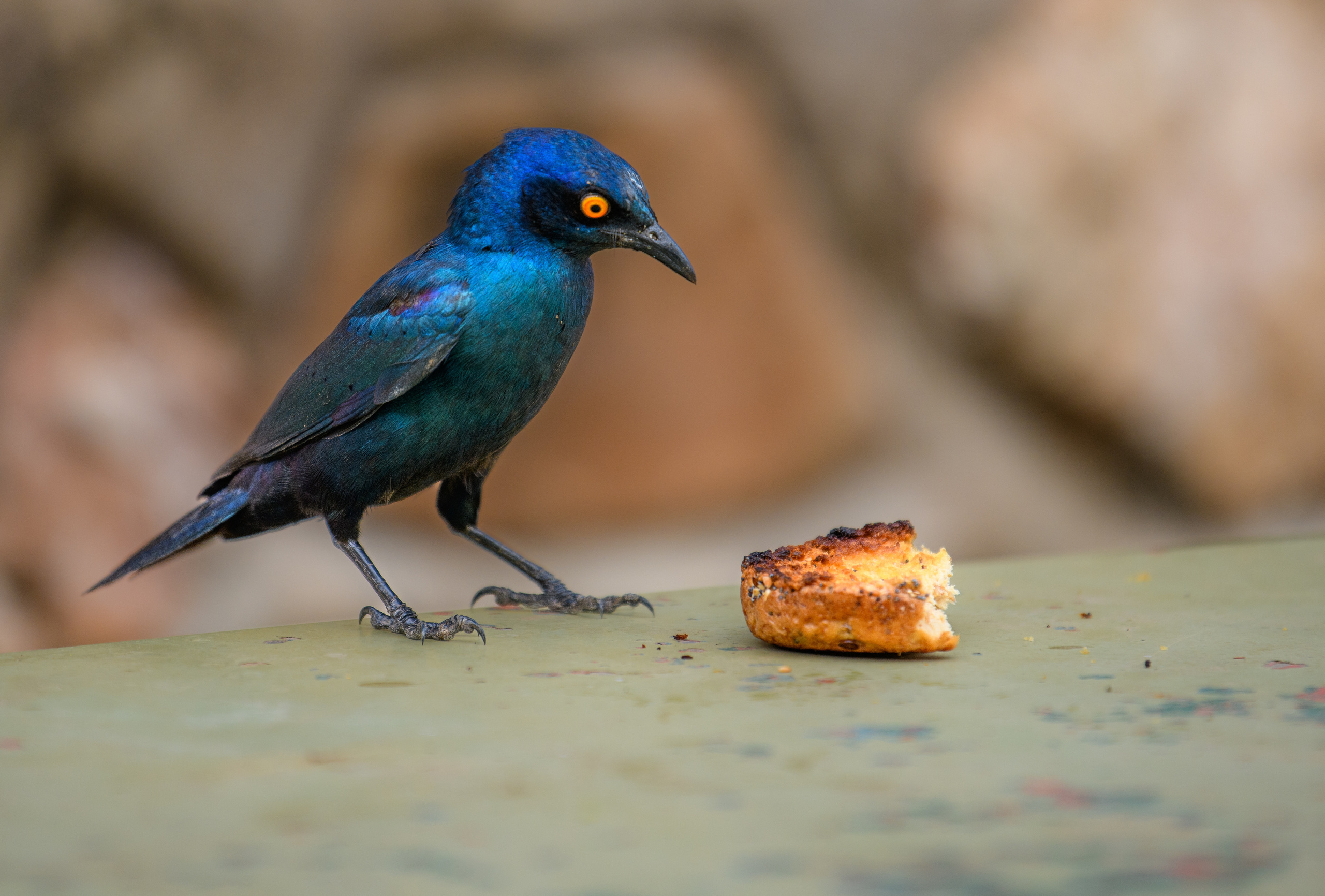 Анималистика. Фотограф Сергей Пупонин