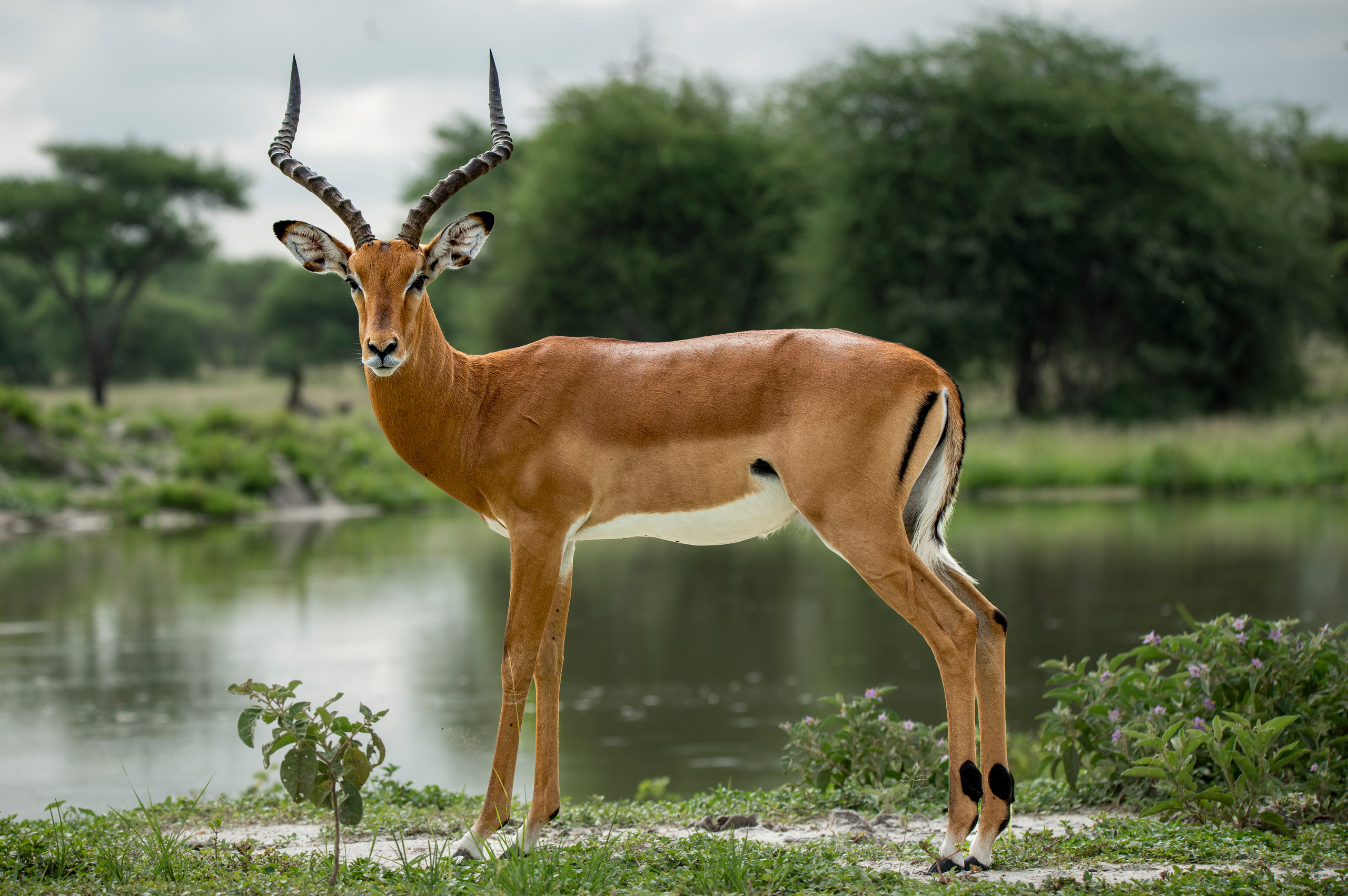 Анималистика. Фотограф Сергей Пупонин