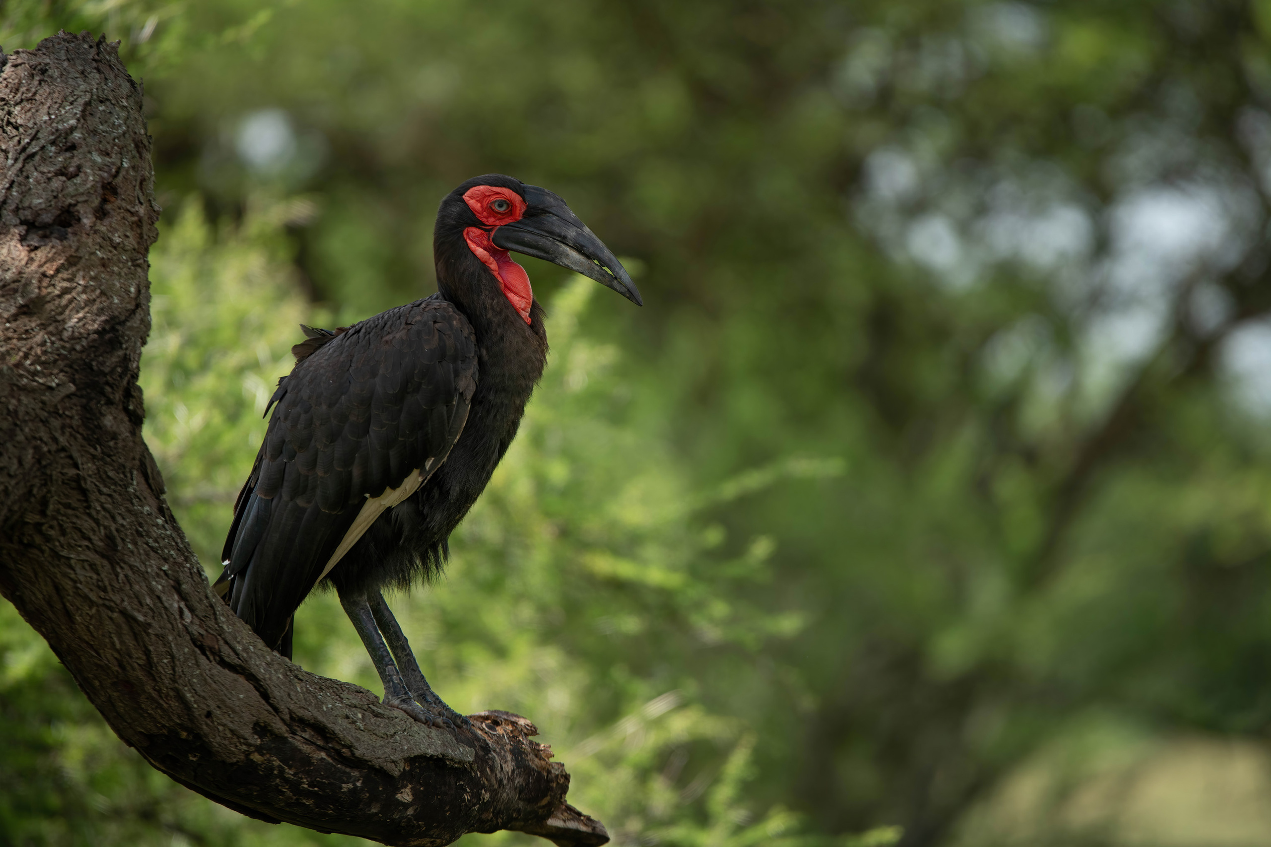 Анималистика. Фотограф Сергей Пупонин