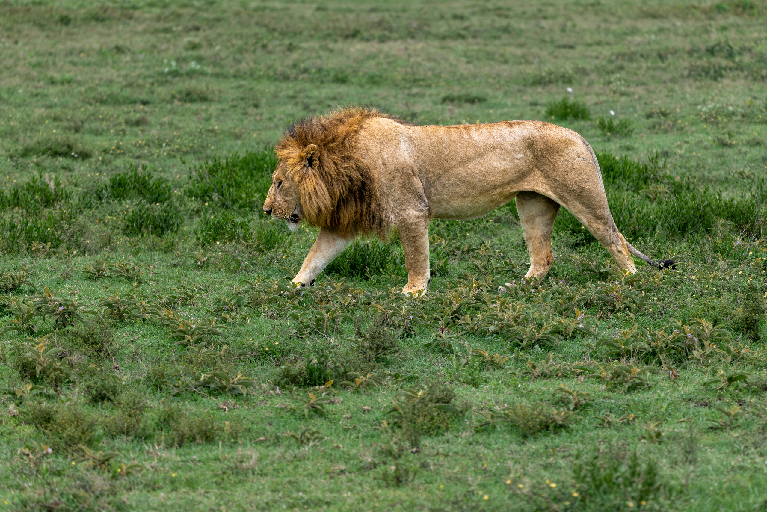 Анималистика. Фотограф Сергей Пупонин