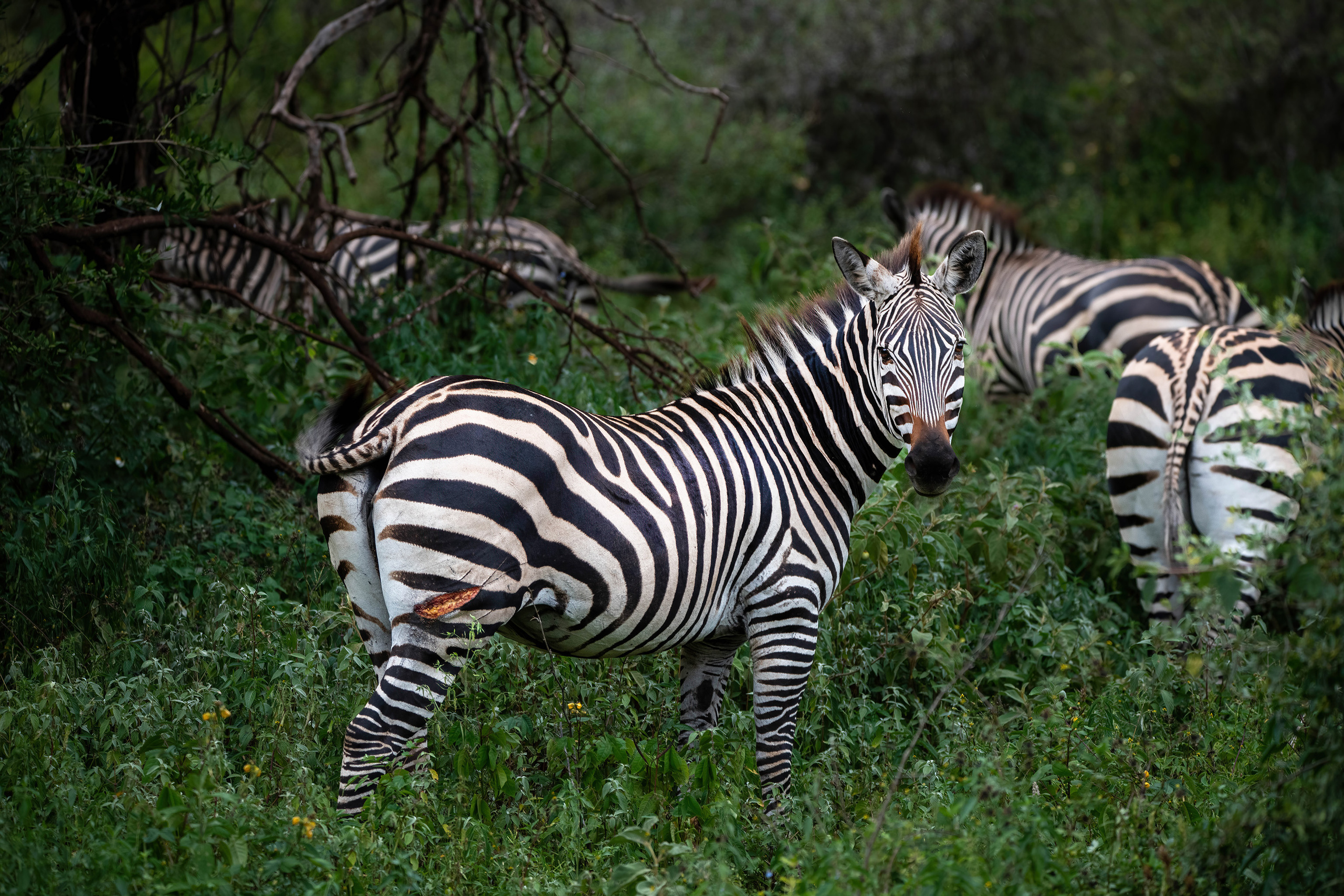 Анималистика. Фотограф Сергей Пупонин