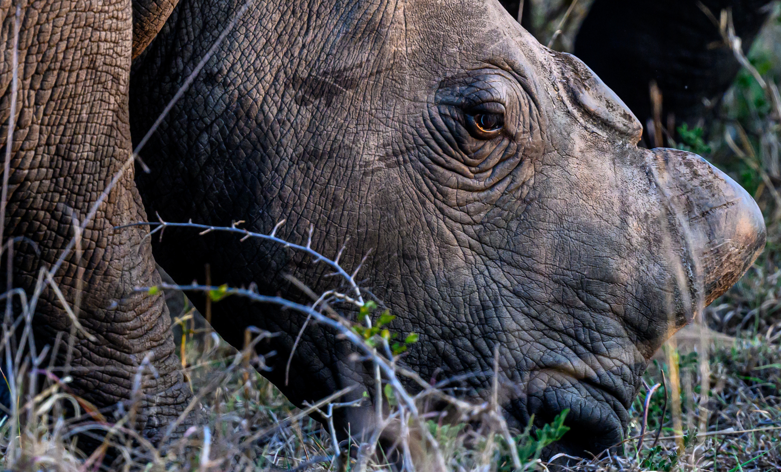 Анималистика. Фотограф Сергей Пупонин