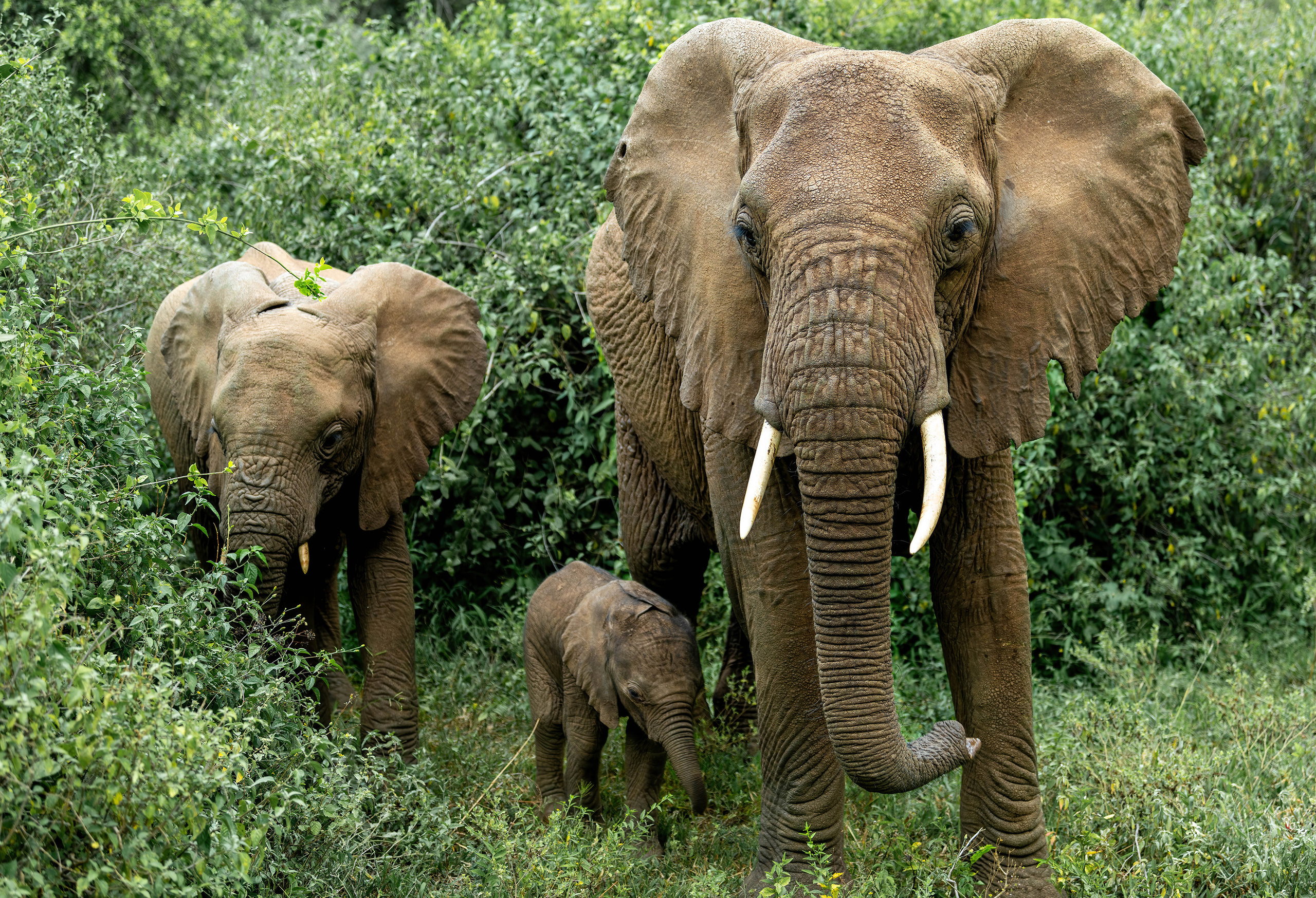 Анималистика. Фотограф Сергей Пупонин
