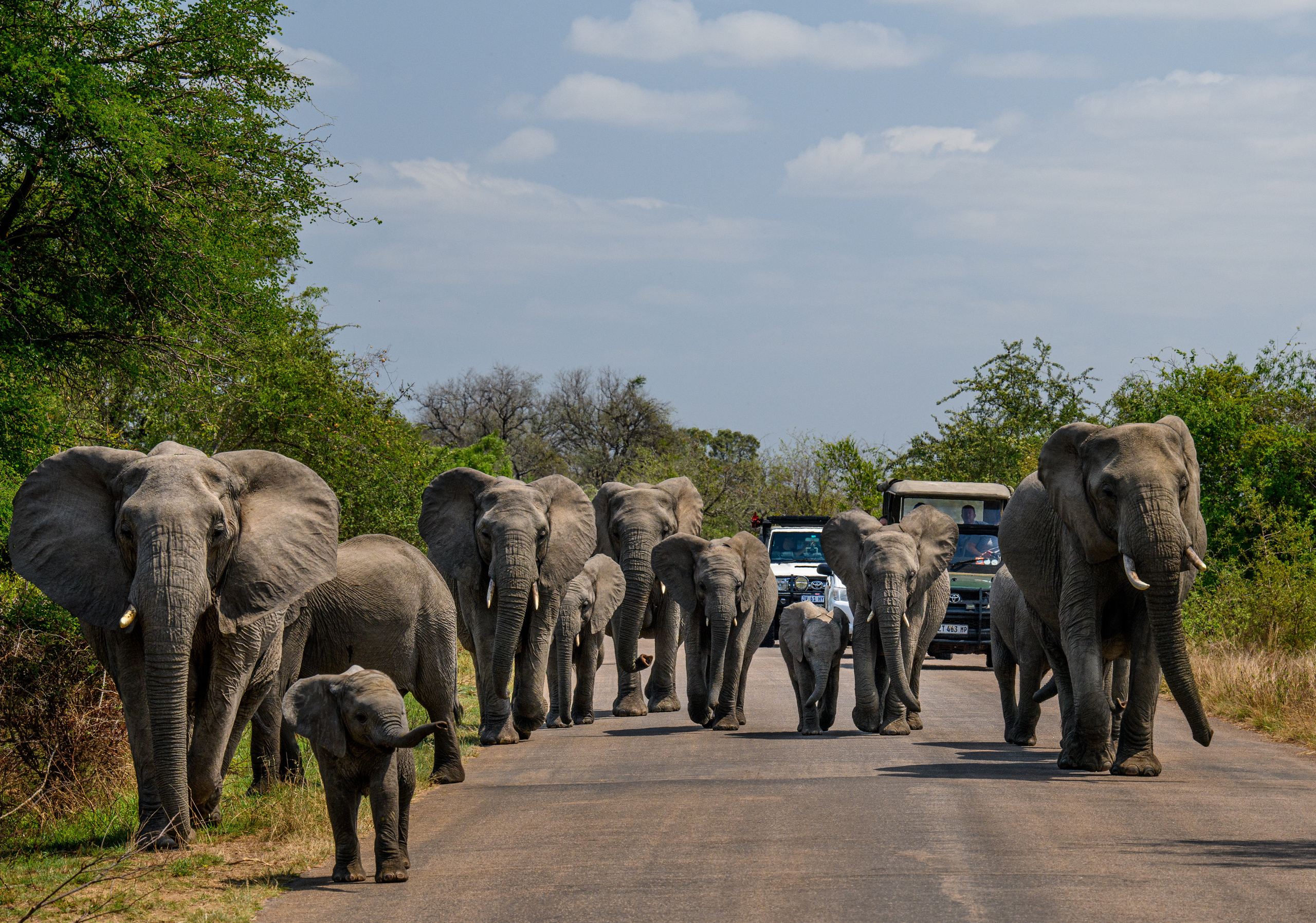 Анималистика. Фотограф Сергей Пупонин