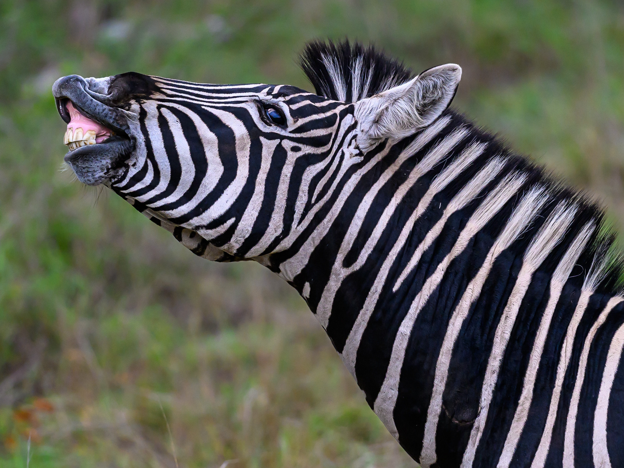 Анималистика. Фотограф Сергей Пупонин