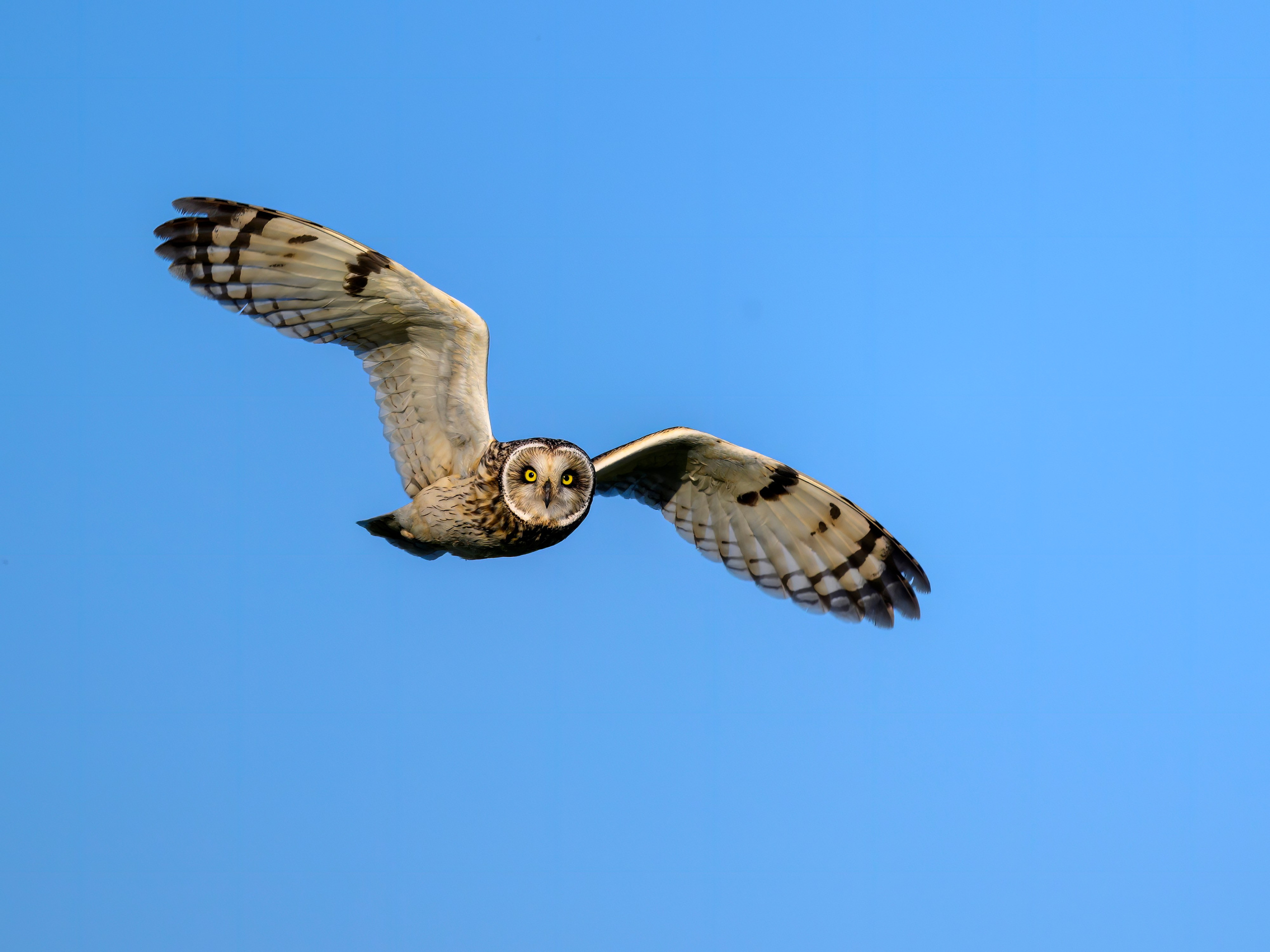 Охота сов и разбой средь бела дня!. Wildlife photography by Sergey Puponin