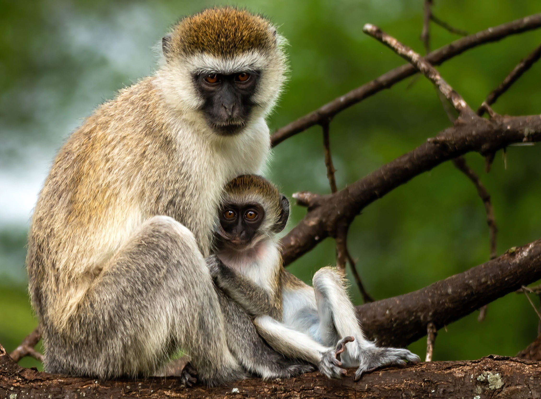 Анималистика. Фотограф Сергей Пупонин