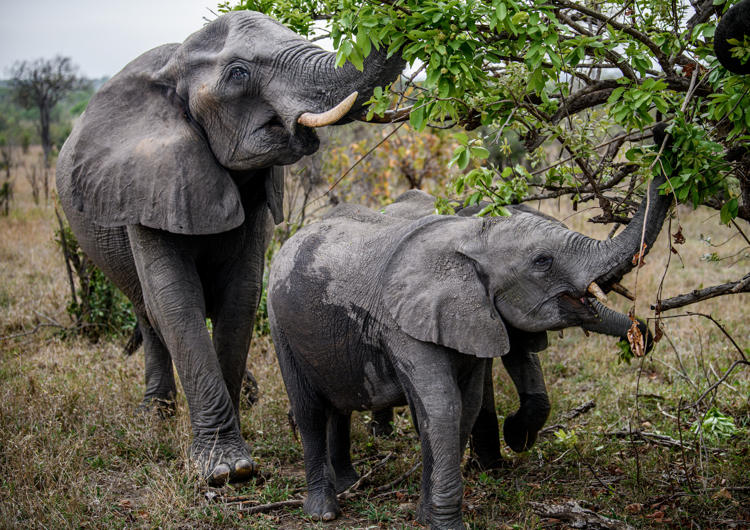 Анималистика. Фотограф Сергей Пупонин