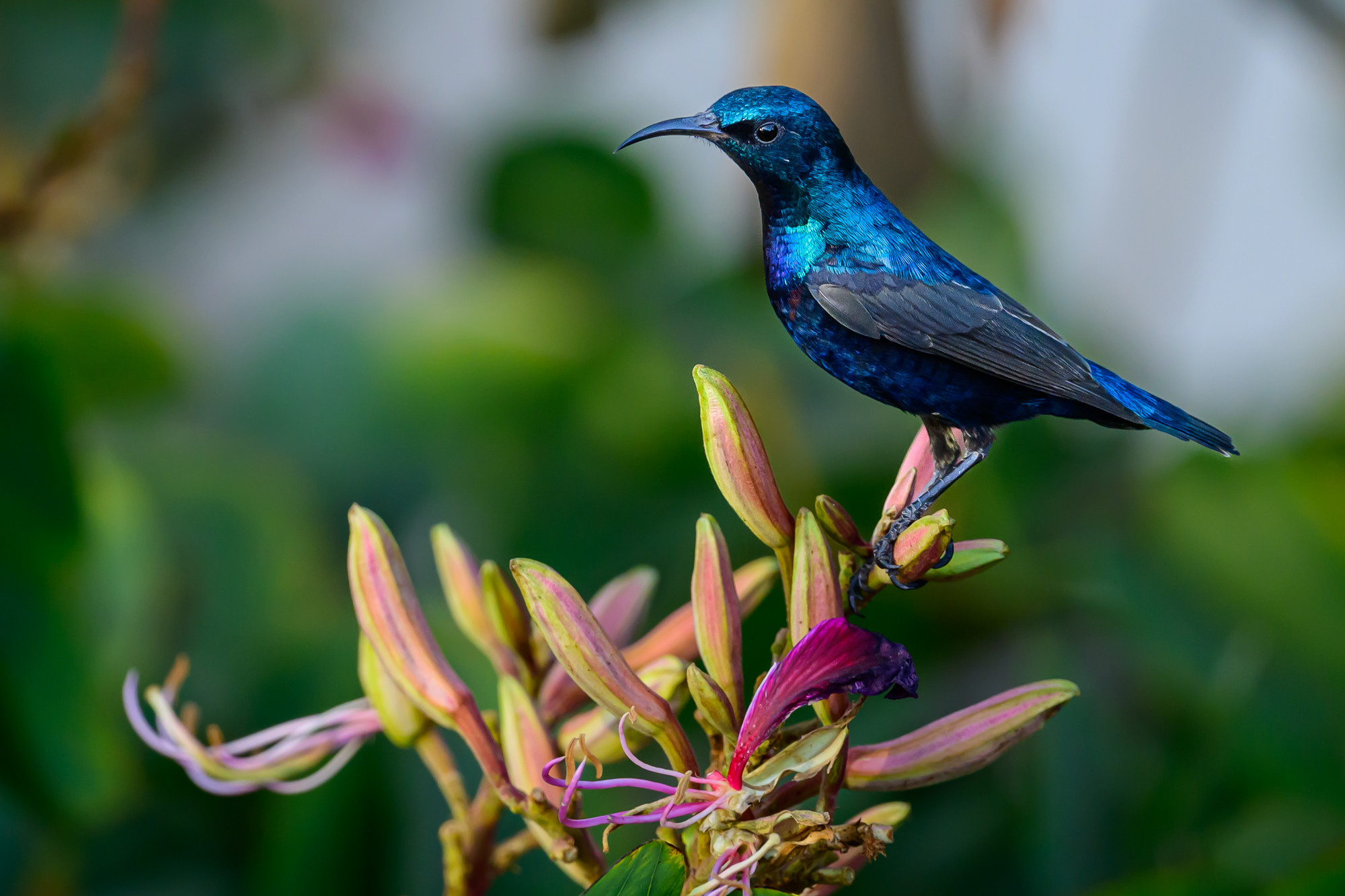 Анималистика. Фотограф Сергей Пупонин
