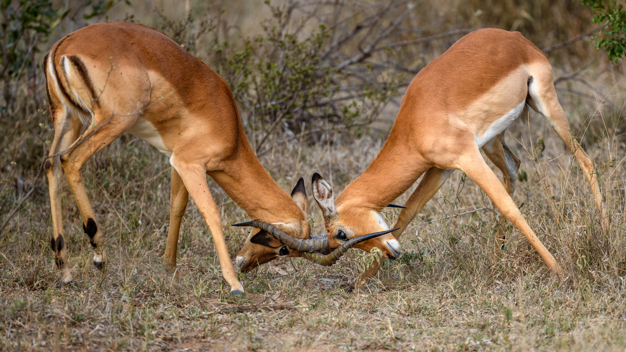 Анималистика. Фотограф Сергей Пупонин