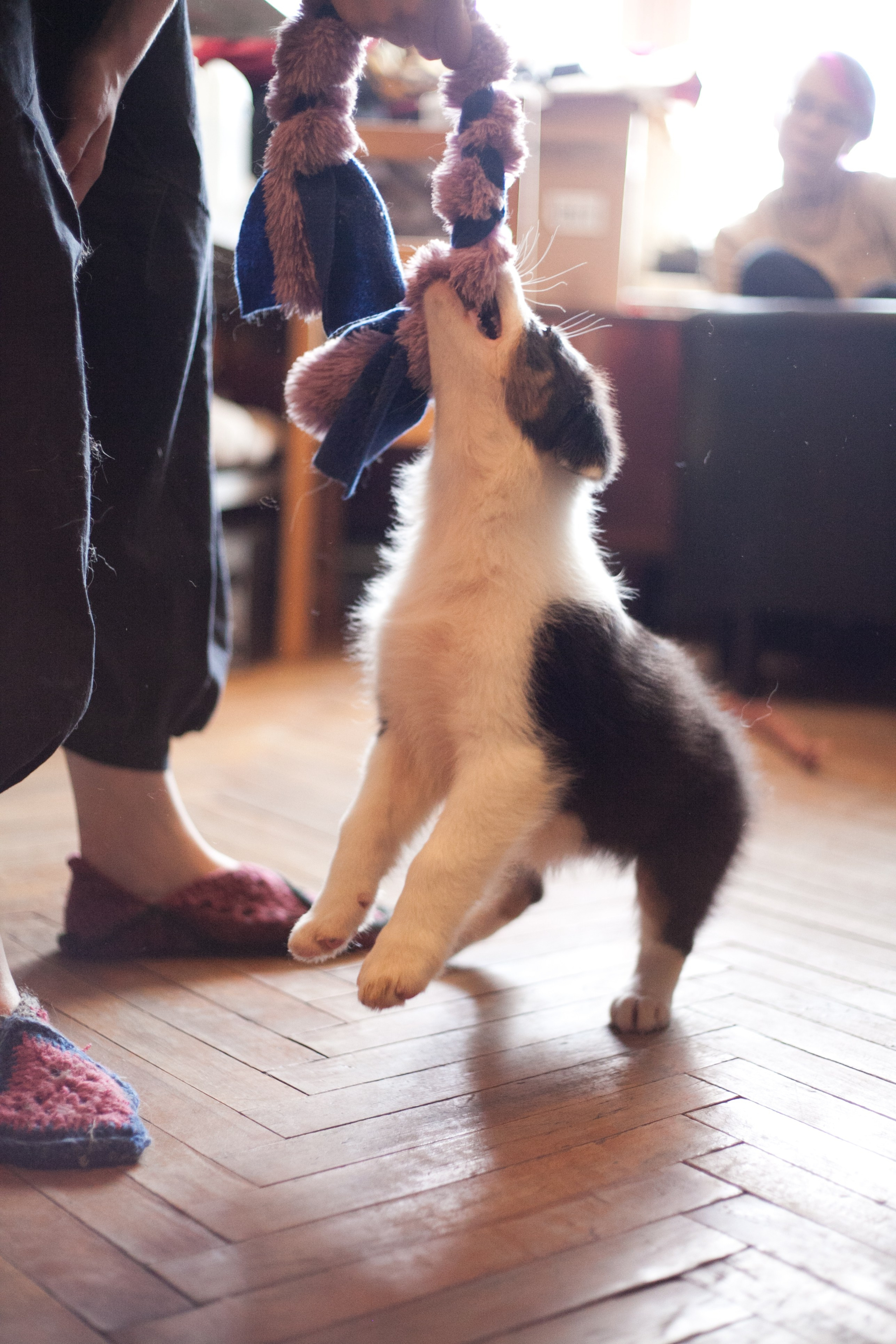 Ива. BLGKV питомник собак