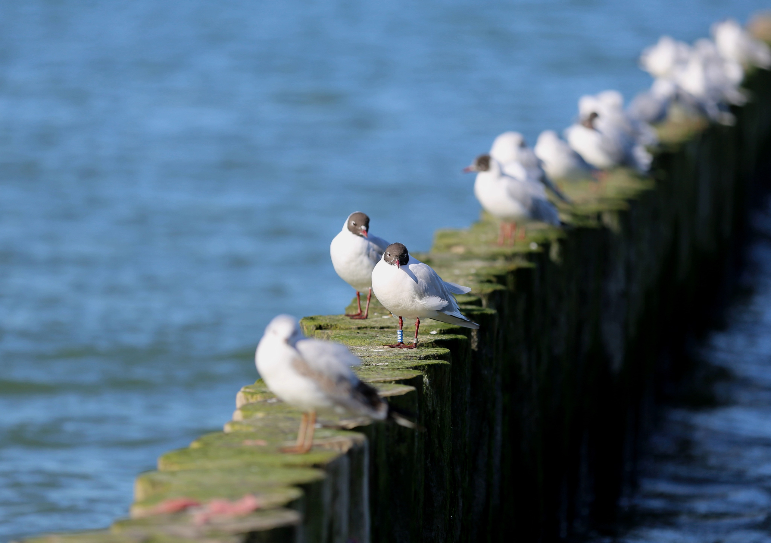 Птицы в Зеленоградске на Балтике
