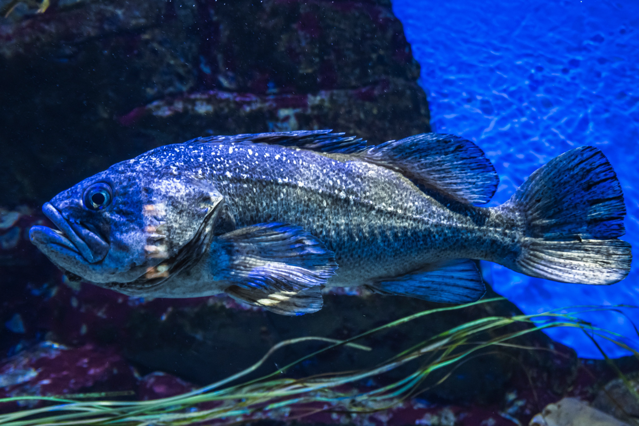 Москвариум. Фотограф Роман Адлер