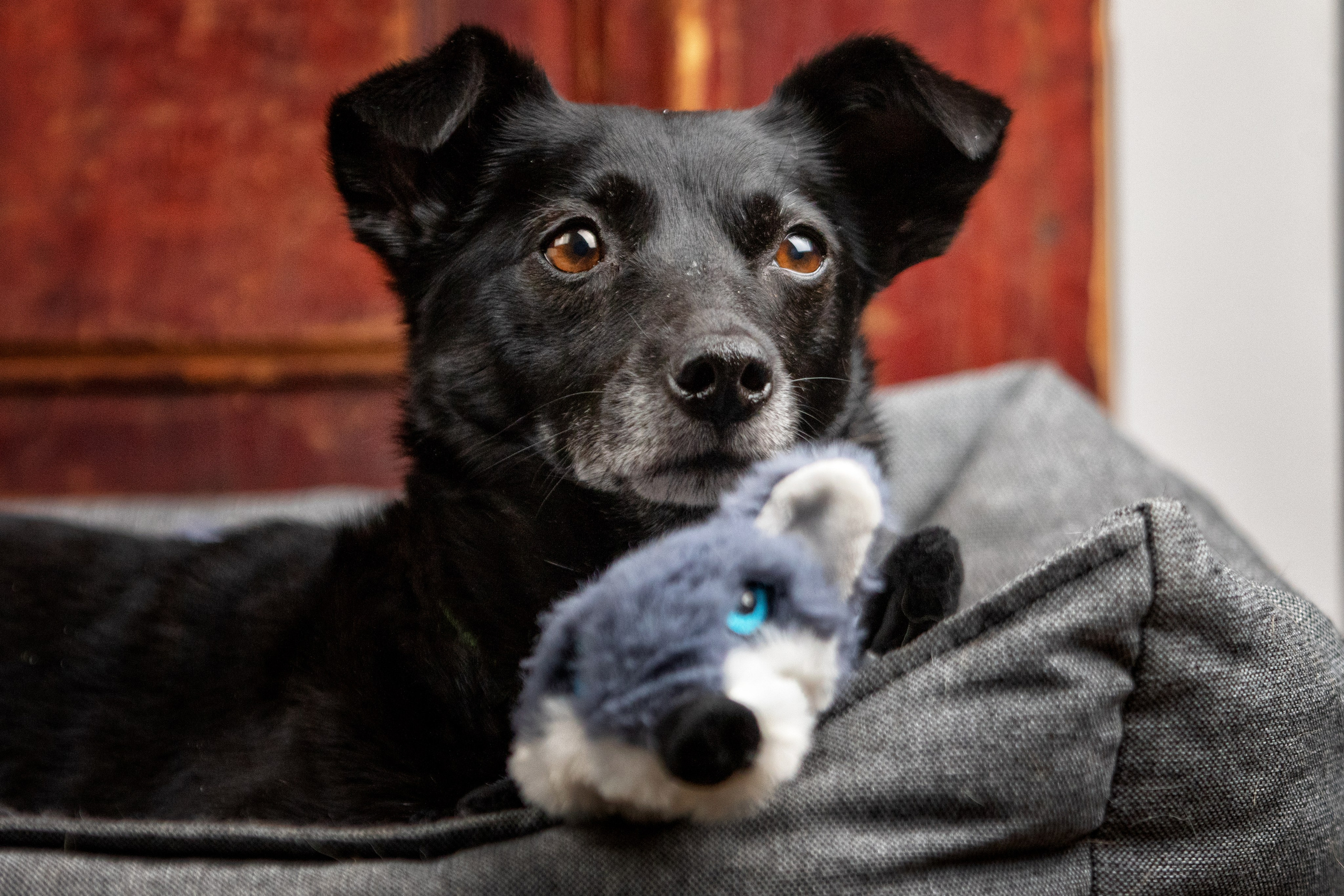 Рождественская история Бусинки. Фотограф-анималист Юлия Зубкова