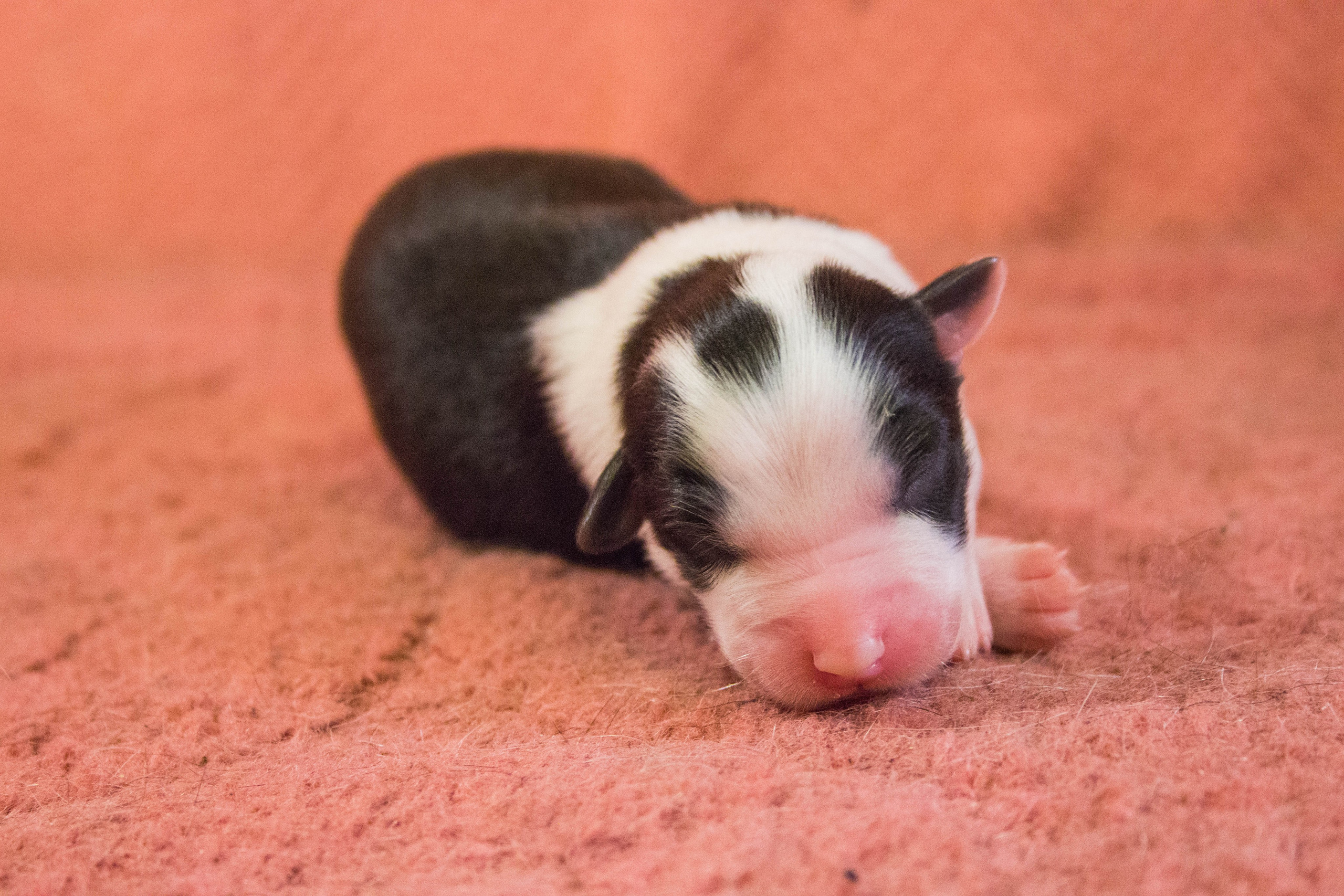 Ива. BLGKV питомник собак