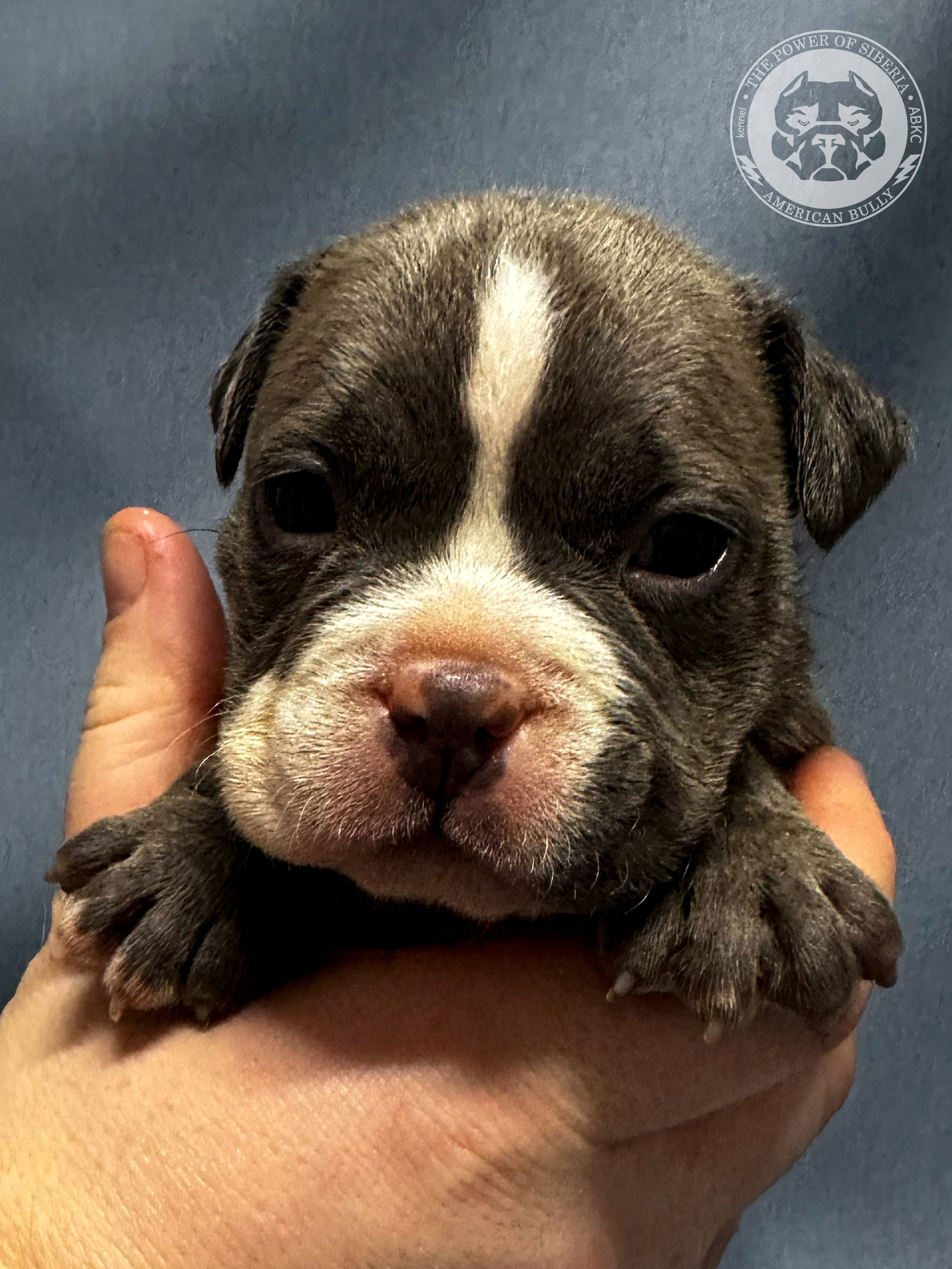 Все свободные щенки. Американский Булли в г. Ростов-на-Дону. Питомник THE POWER OF SIBERIA