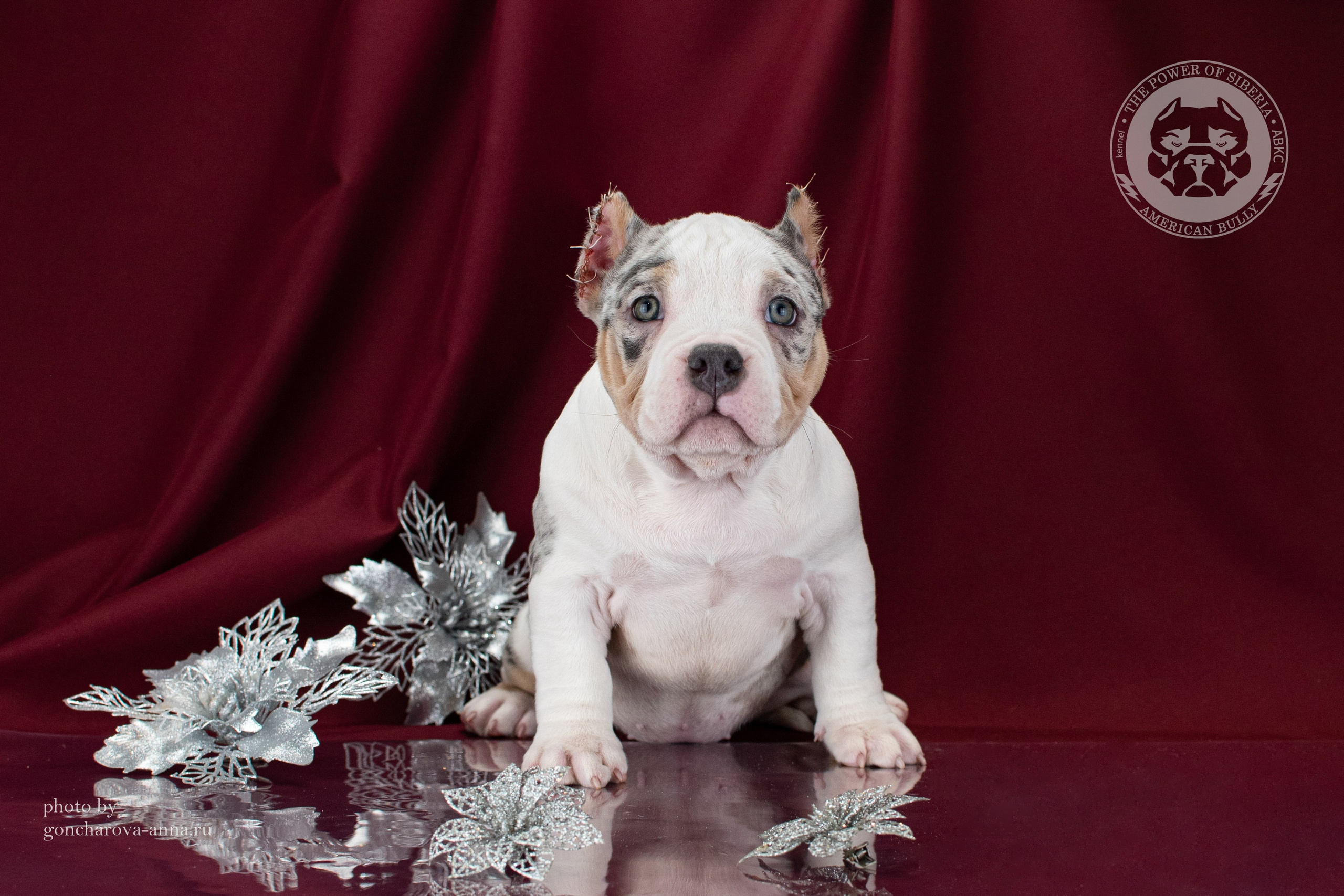 купить щенка American Bully в Иркутске