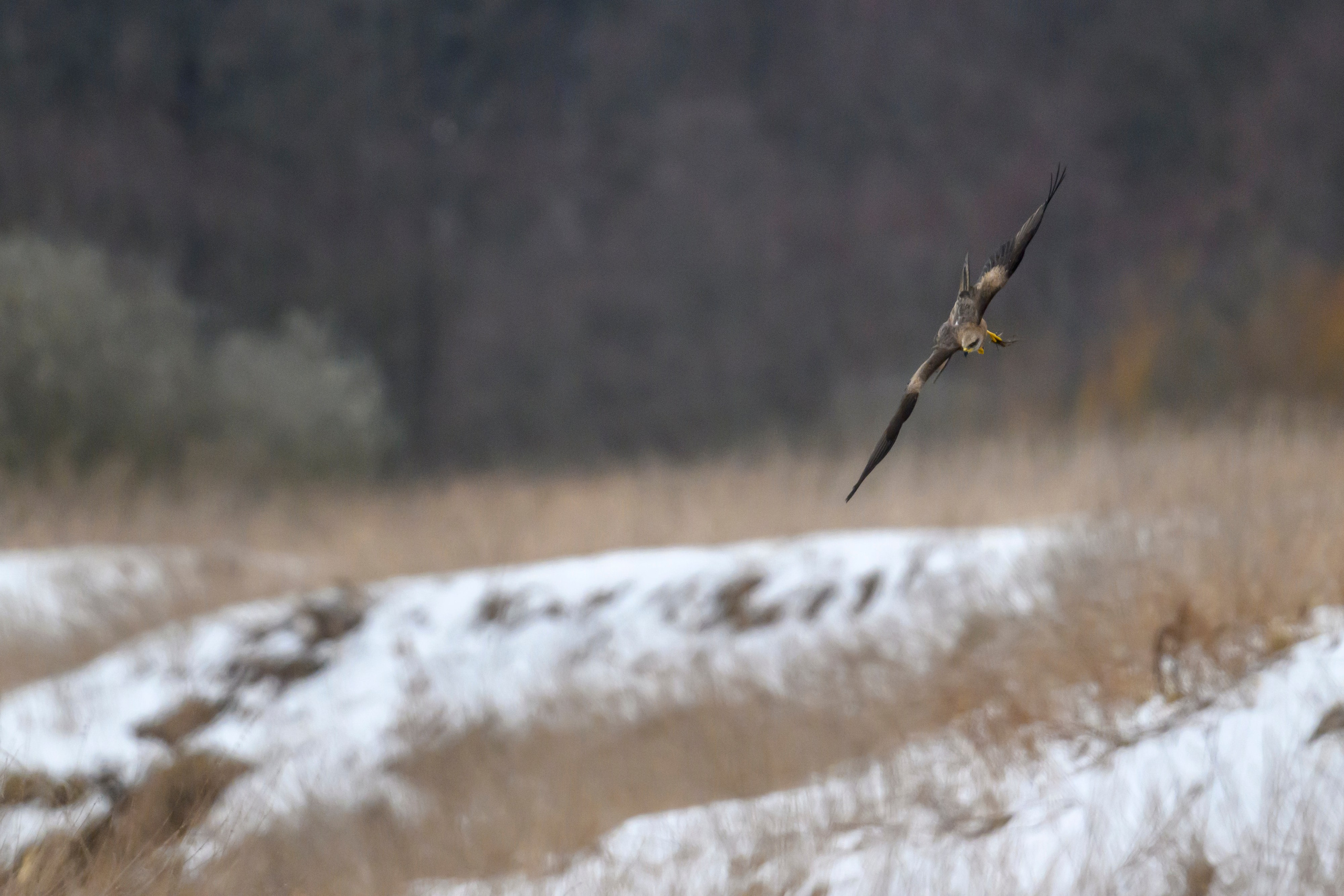 Сова, журавли и свадьба чибисов. Wildlife photography by Sergey Puponin