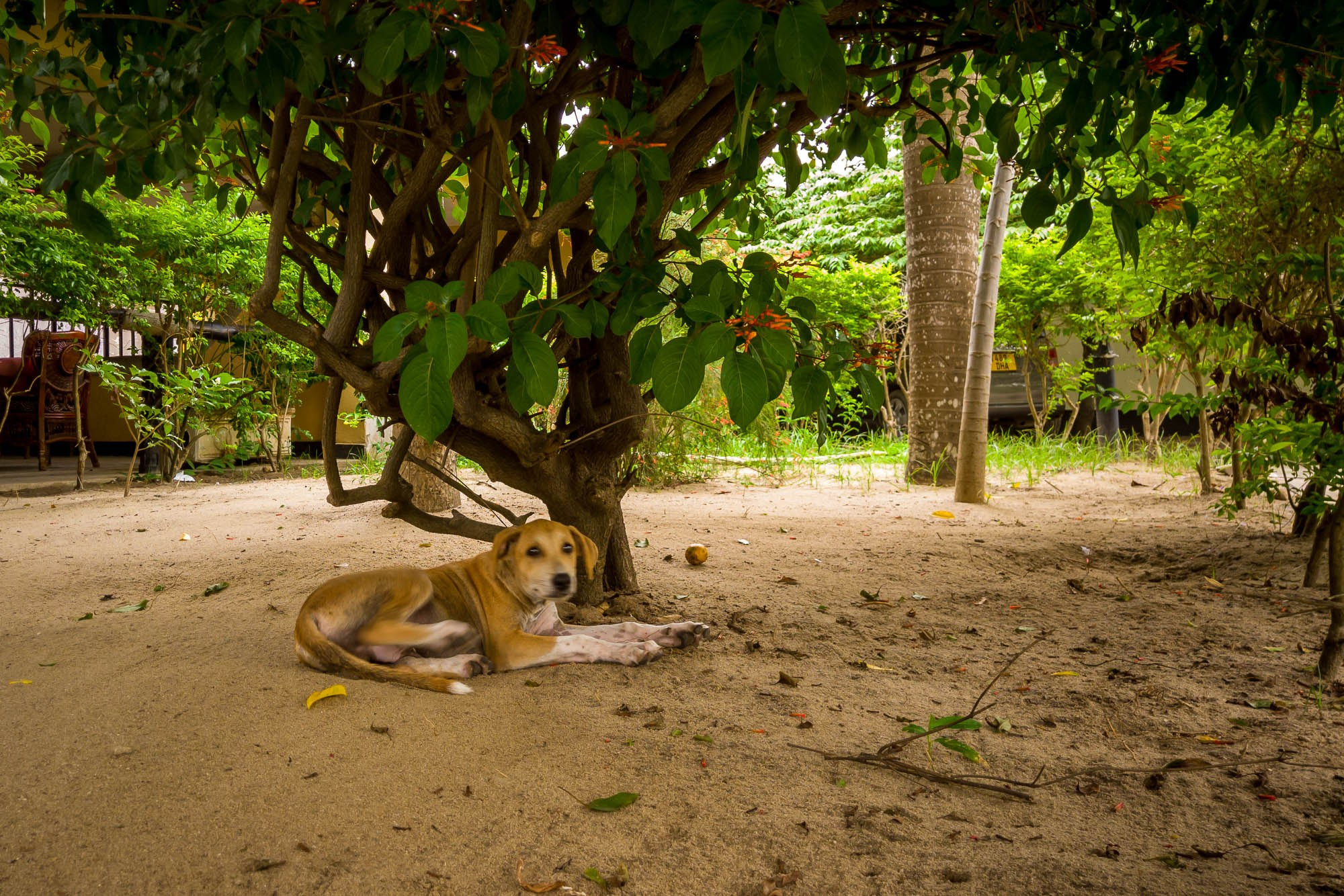 Танзания. Багамойо. Tanzania, Bagamoyo. Фотограф Алексей Скоробогатько