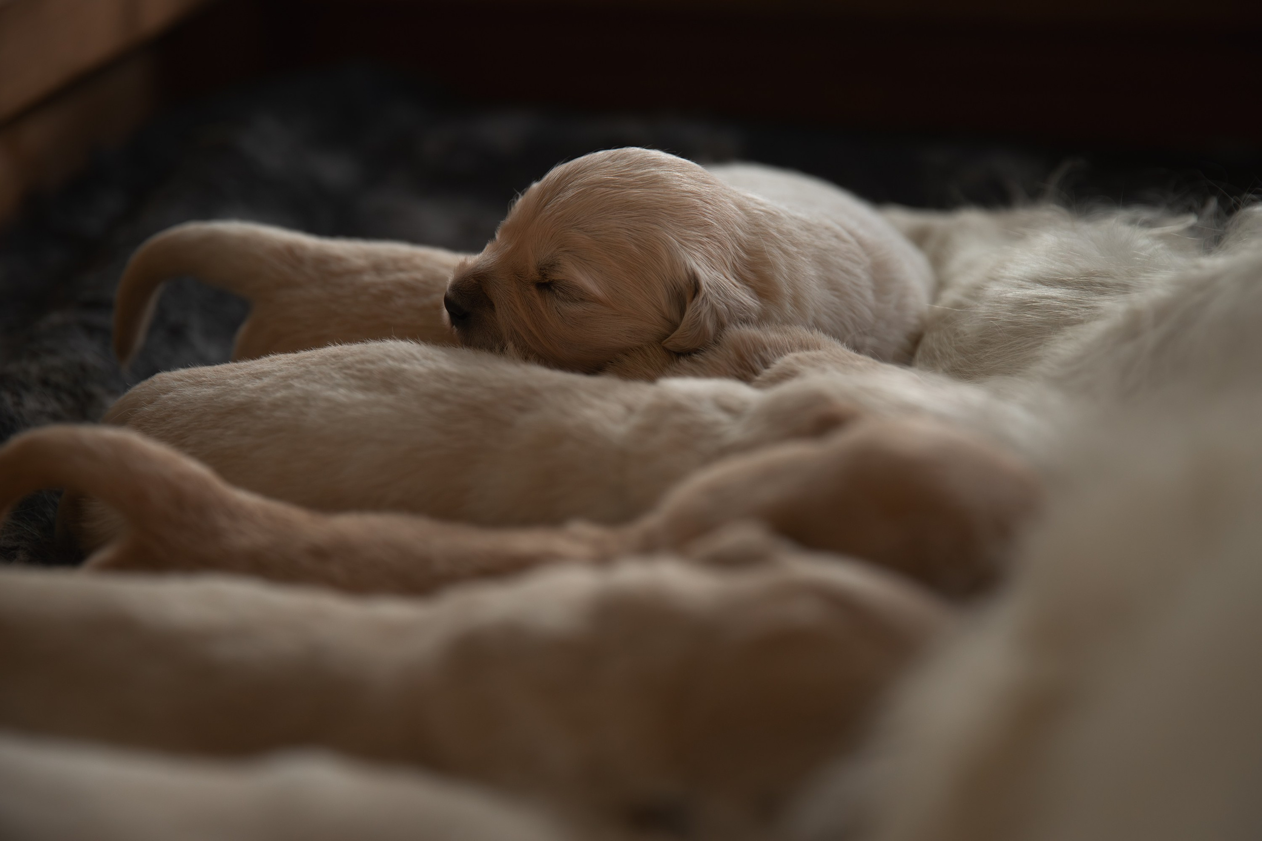 Щенки. Фотограф-анималист в Калуге Мария Шерскова