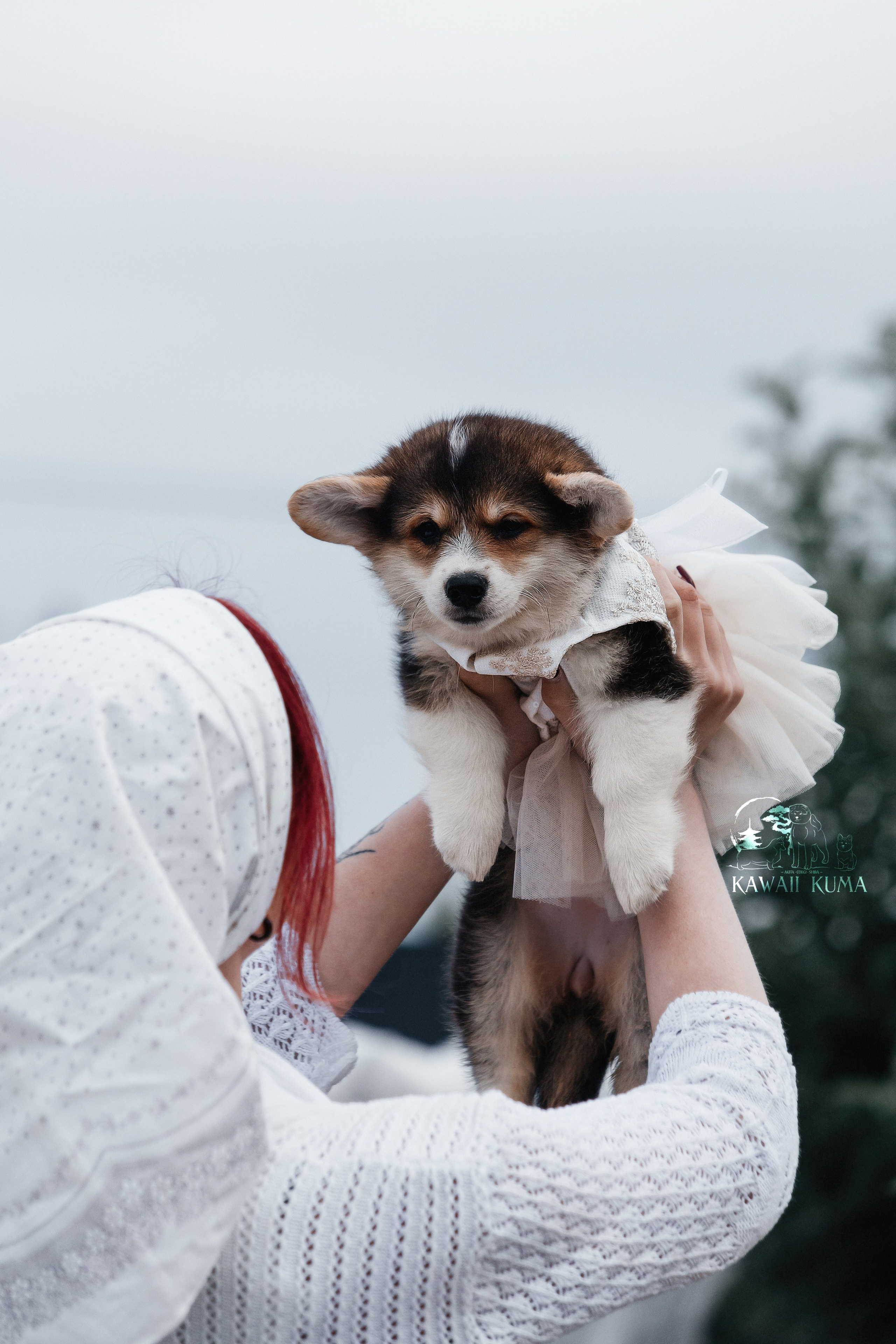 Б — ДРАГОН И БАРБИ. Kawaii Kuma питомник собак пород Корги пемброк, Акита ину, Сиба